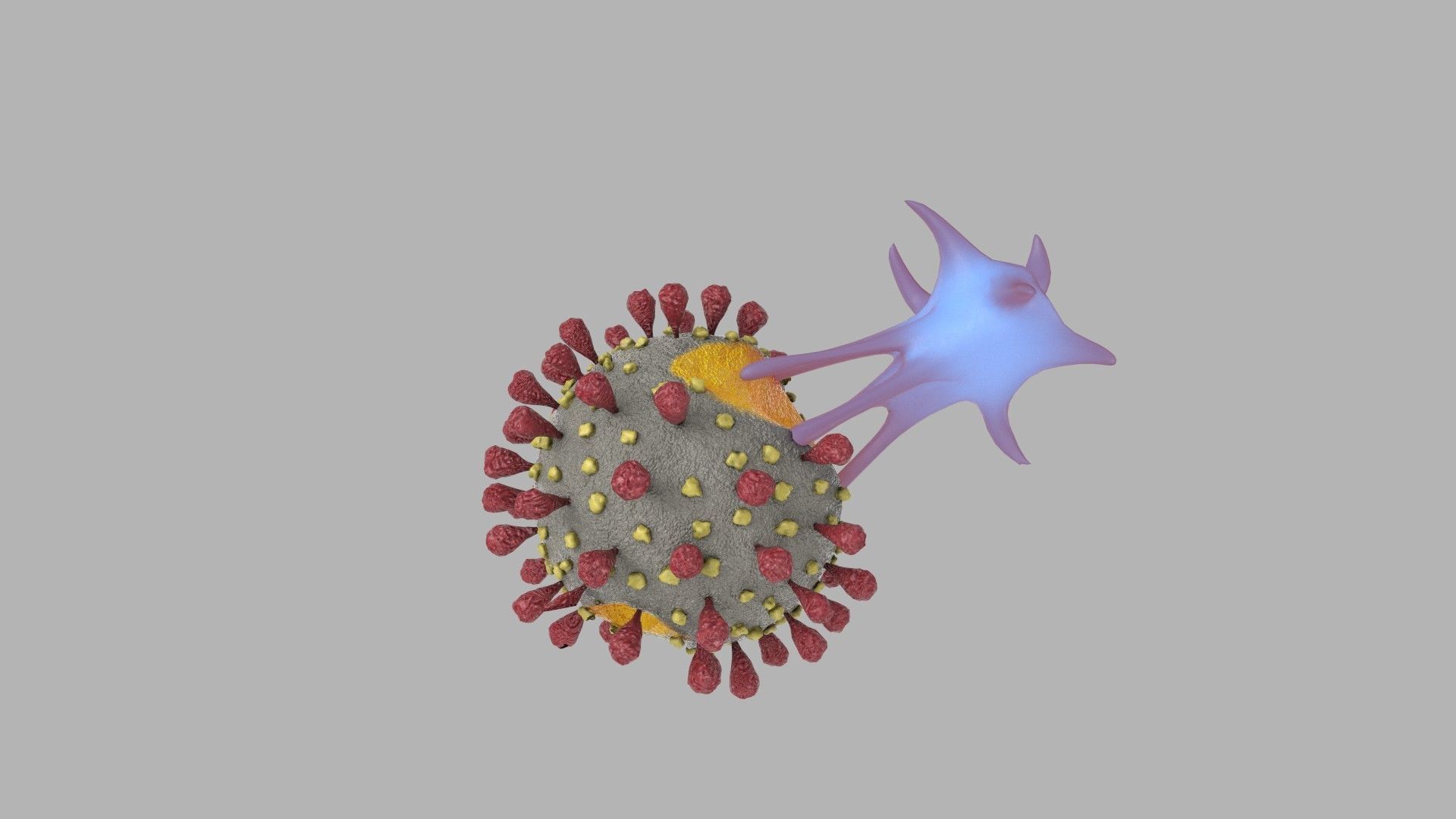T-cell and Virus 3D model_6