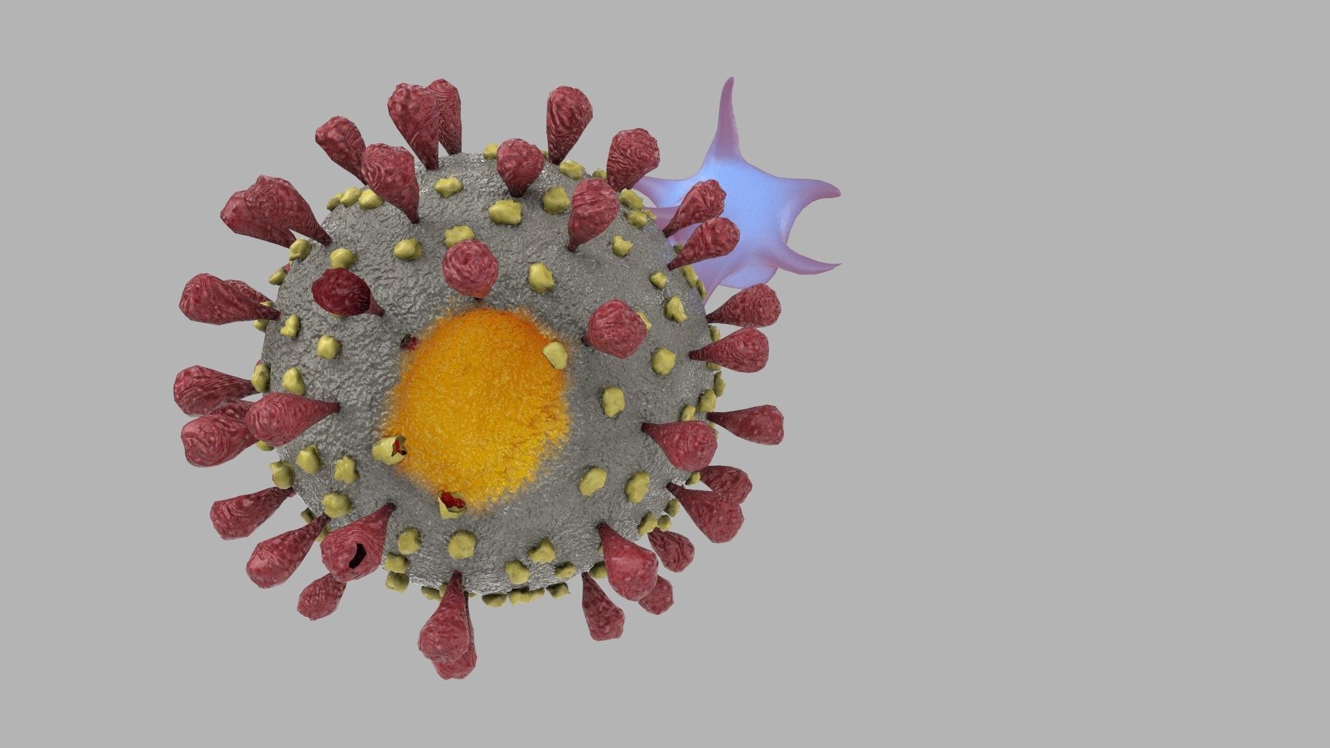 T-cell and Virus 3D model_5