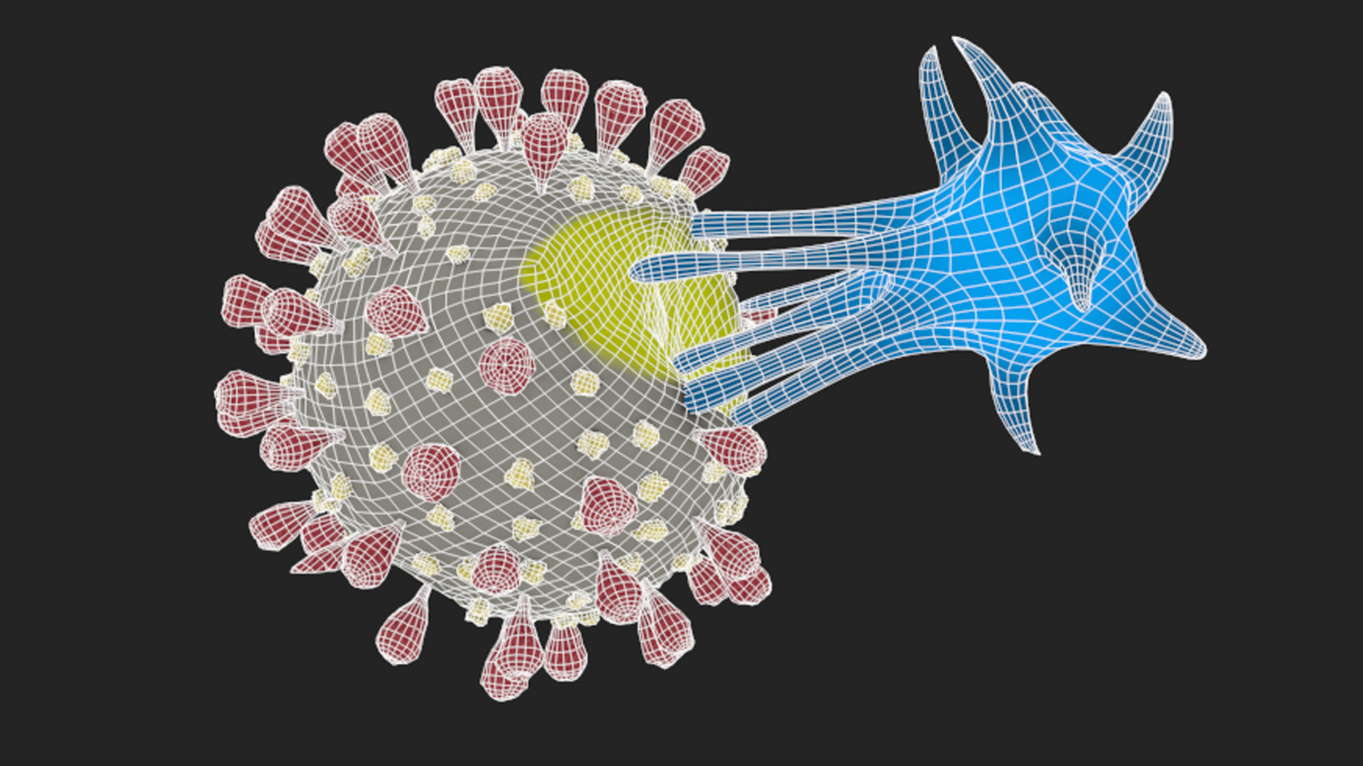 T-cell and Virus 3D model_8