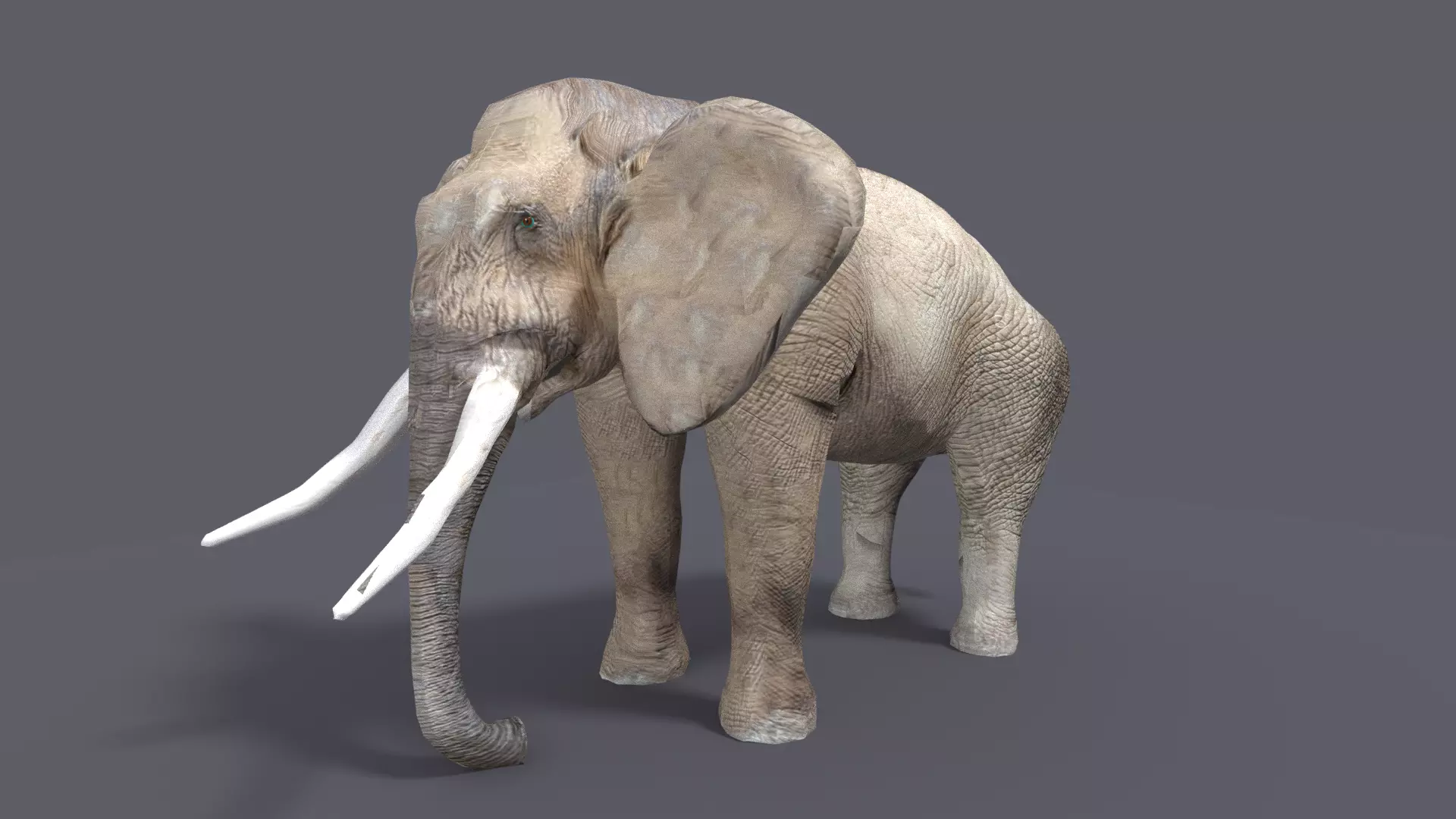 ELEPHANT 3D MODEL LOWPOLY with long tusks 3D model