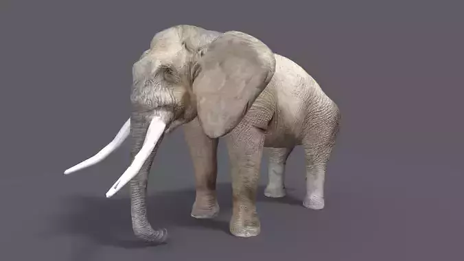 ELEPHANT 3D MODEL LOWPOLY with long tusks 3D model