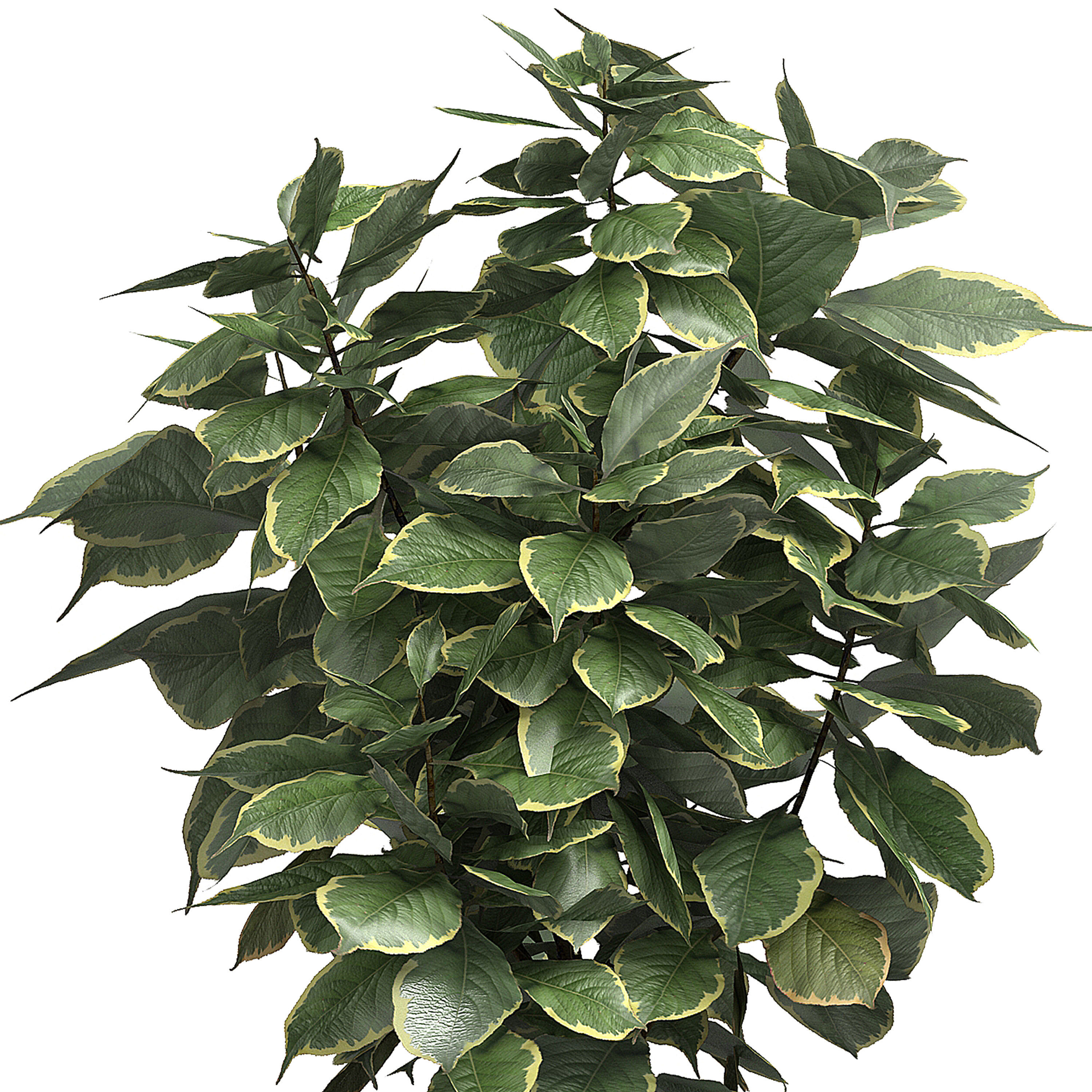 Potted plants Set 40 3D model_3