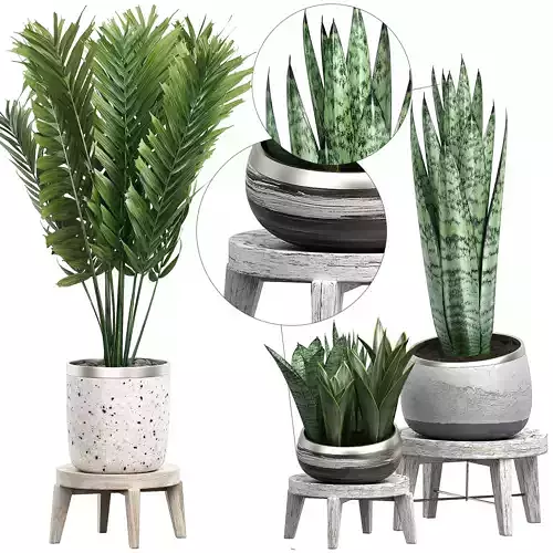 Potted plants Set 41 3D model