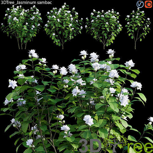 Jasminum sambac 01 3D model