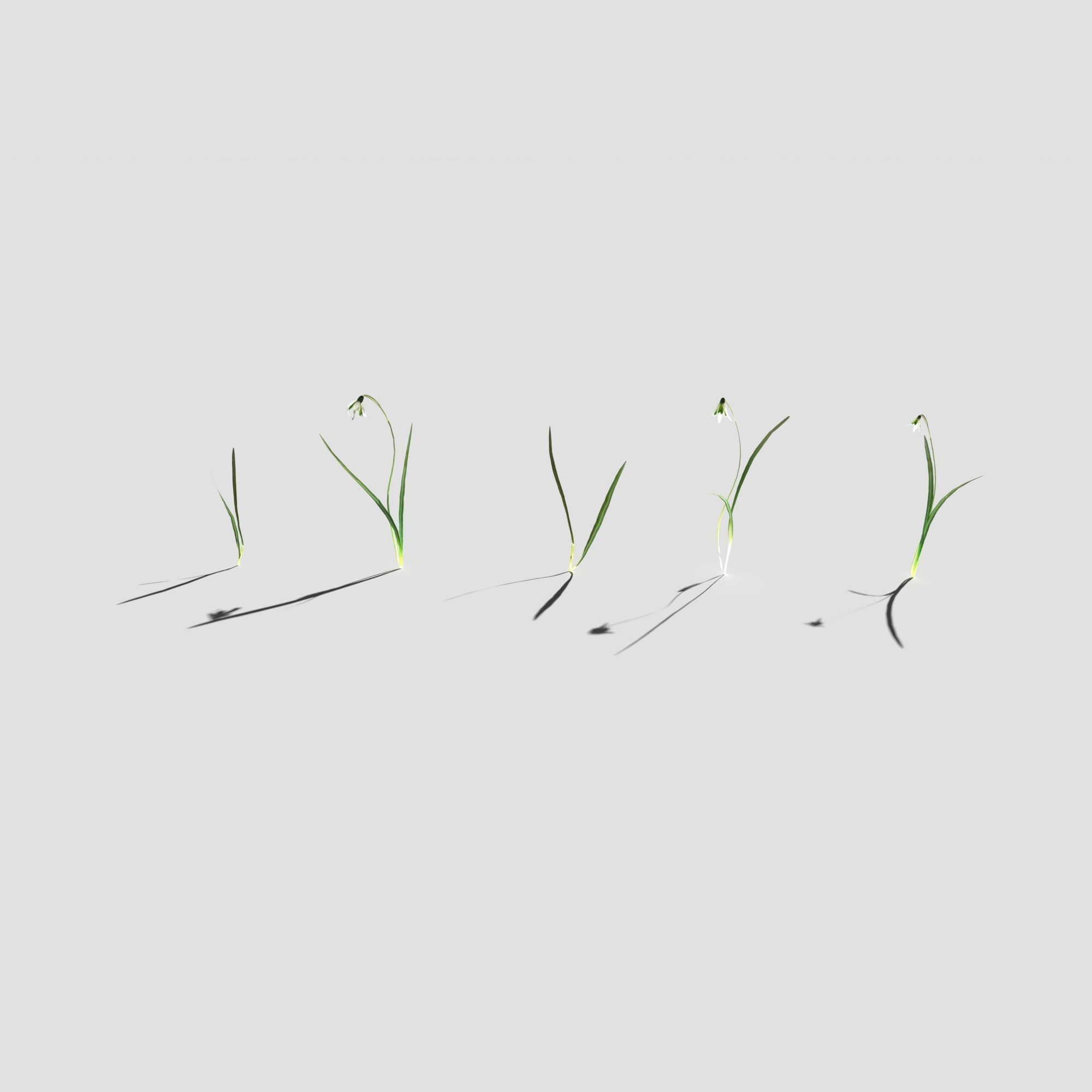 Common Snowdrop Pack Low-poly 3D model_5