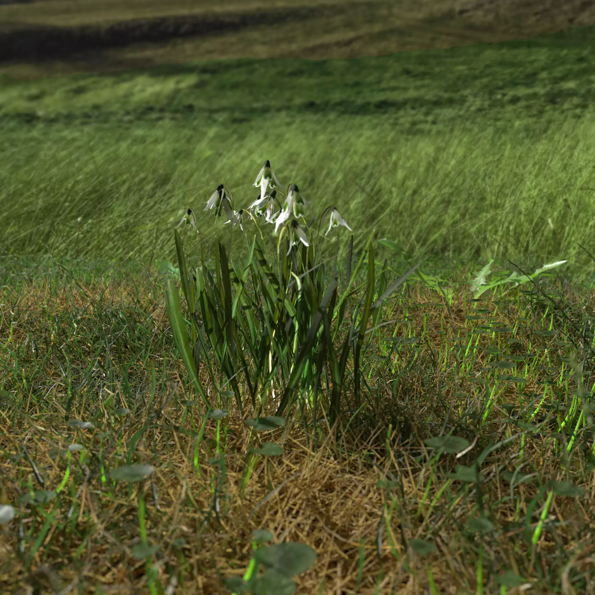 Common Snowdrop Pack Low-poly 3D model_0
