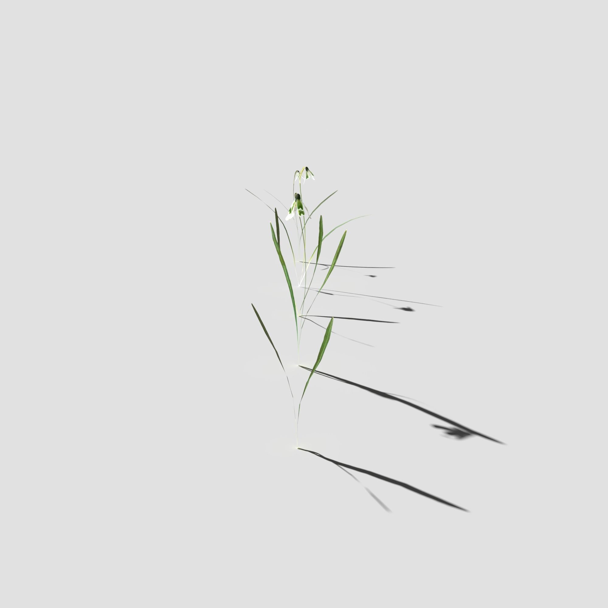 Common Snowdrop Pack Low-poly 3D model_3