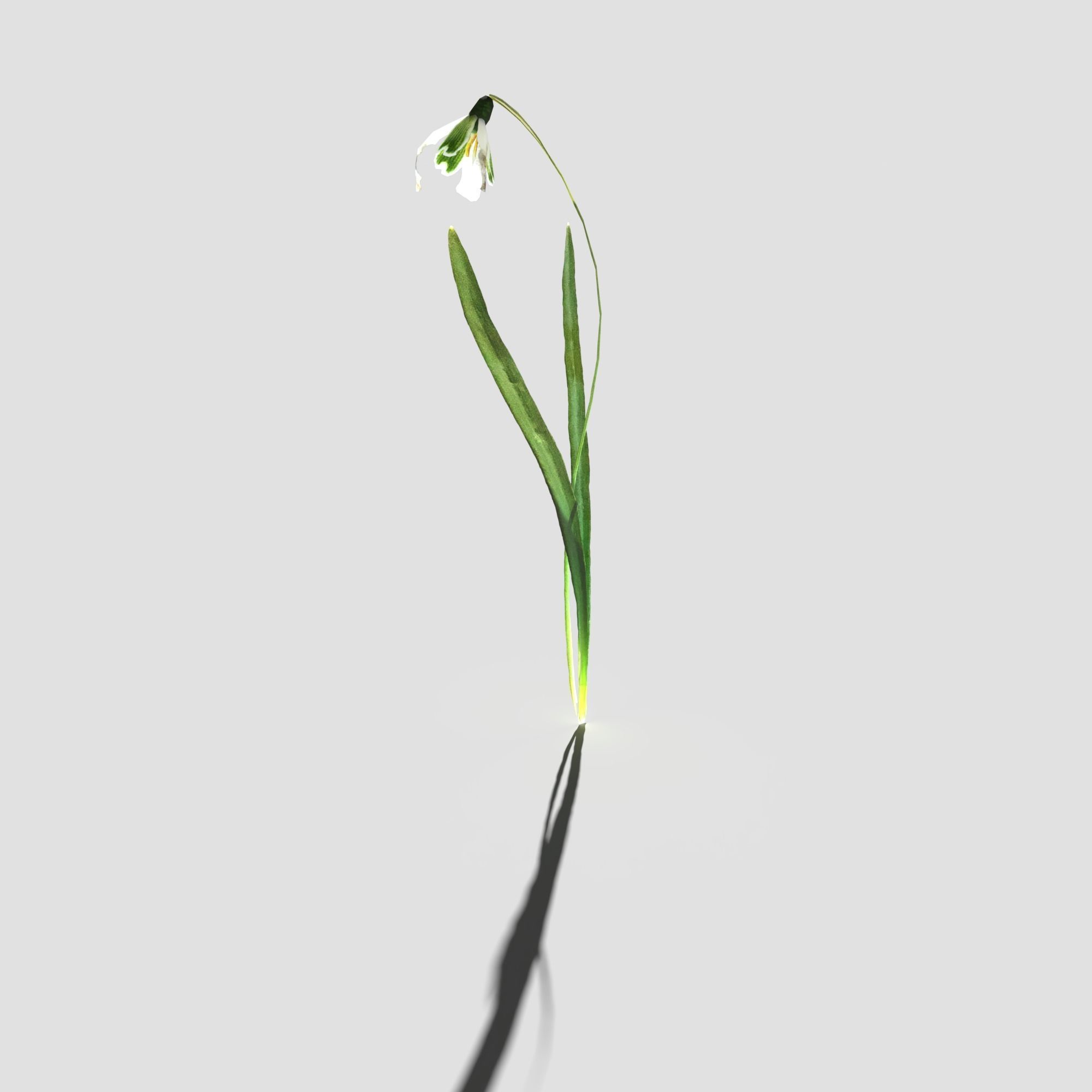 Common Snowdrop Pack Low-poly 3D model_13