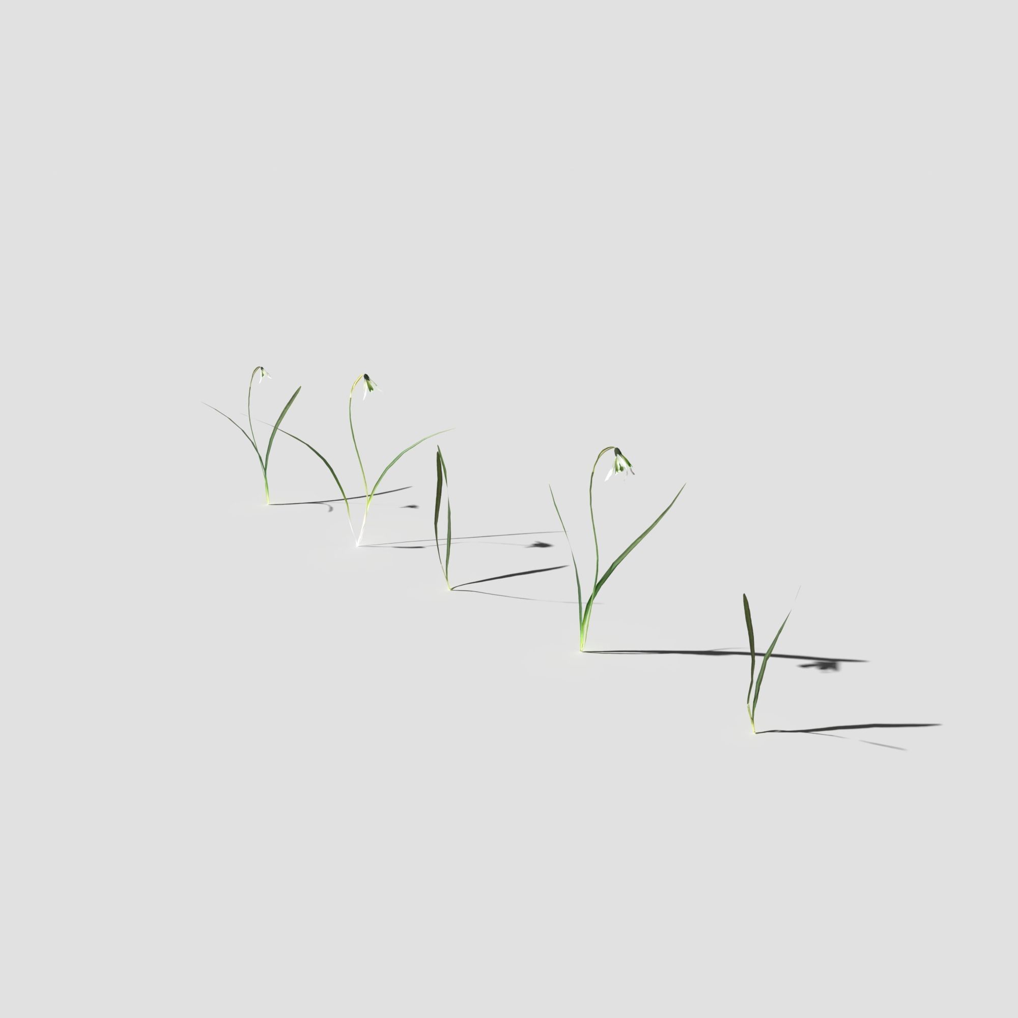 Common Snowdrop Pack Low-poly 3D model_2