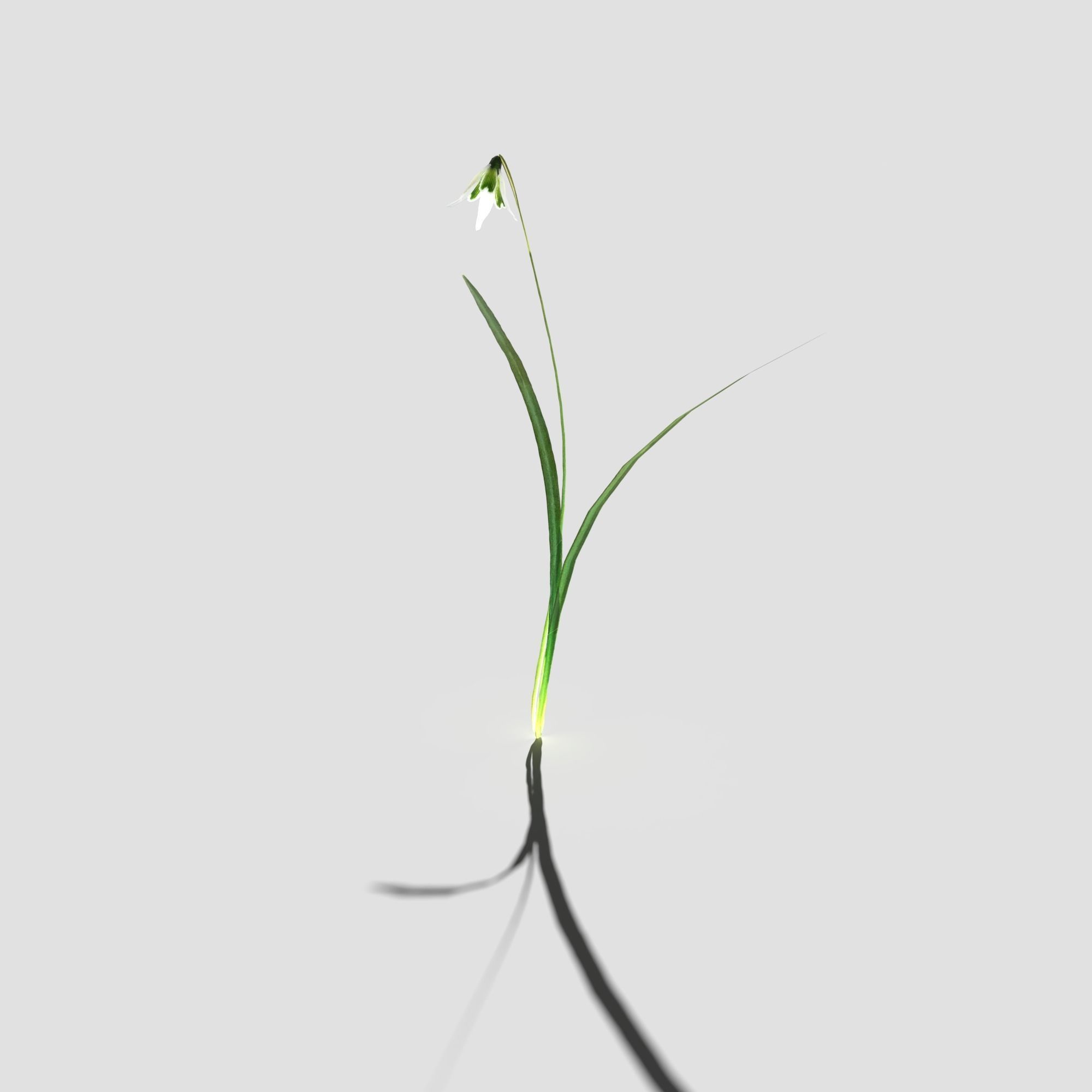 Common Snowdrop Pack Low-poly 3D model_19