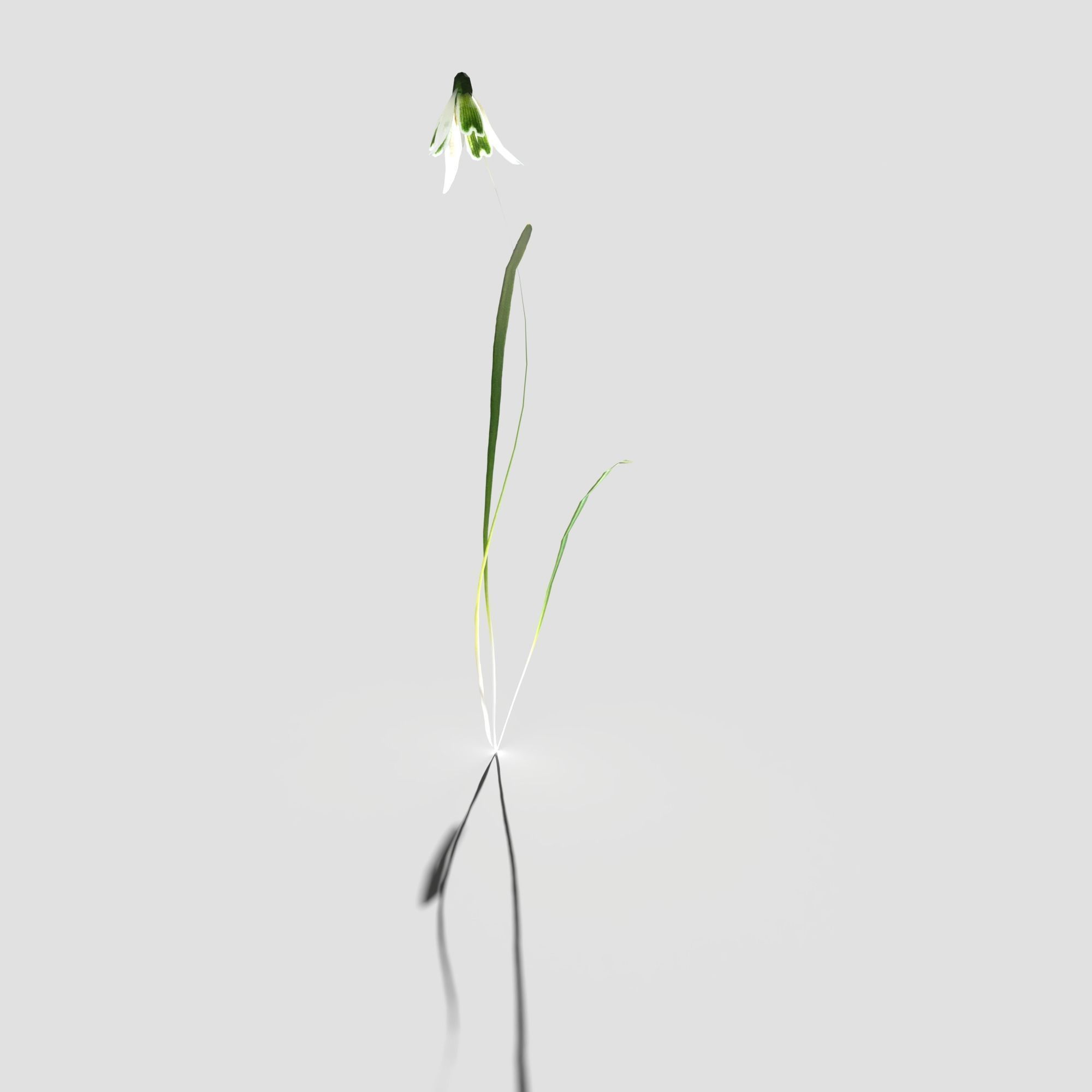 Common Snowdrop Pack Low-poly 3D model_17