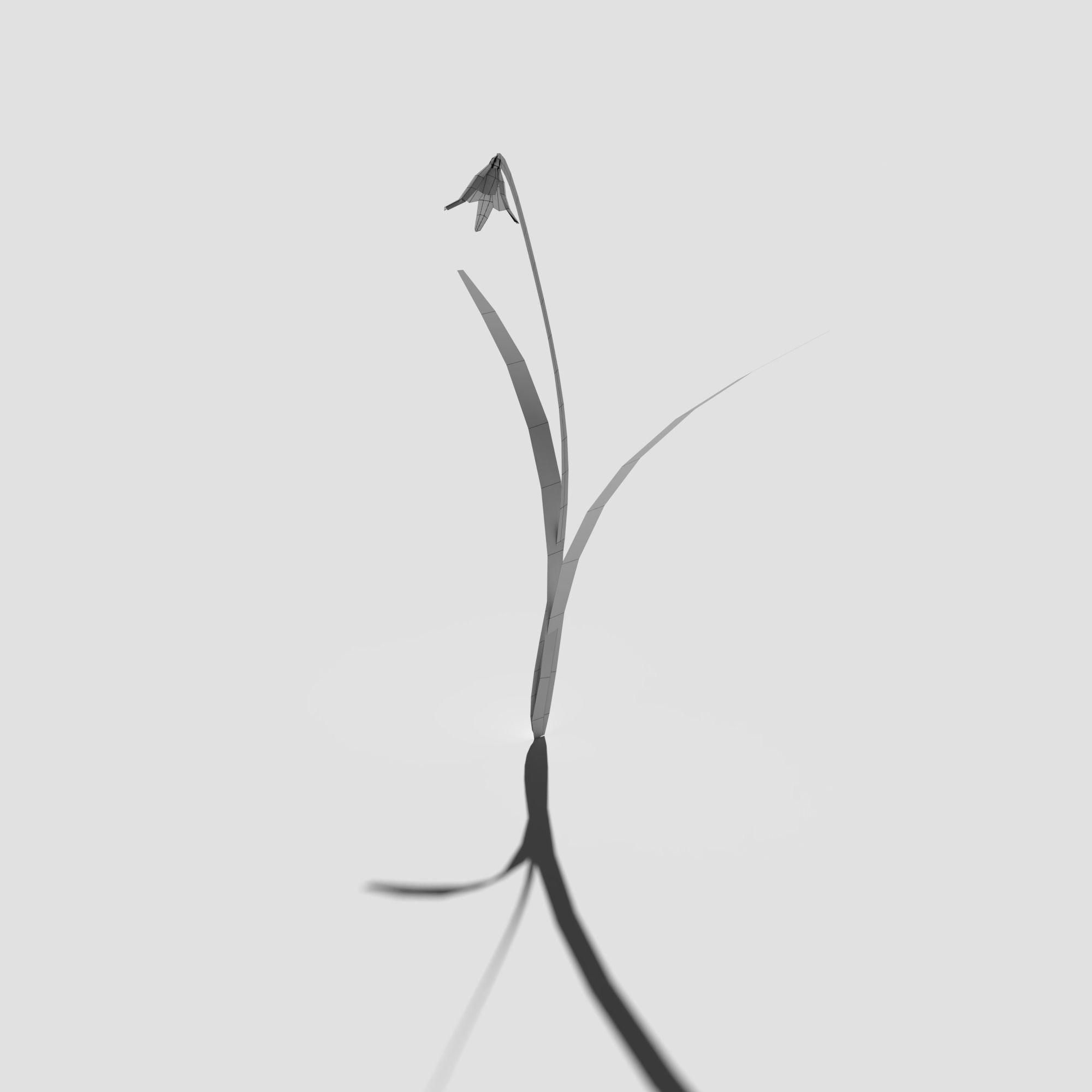 Common Snowdrop Pack Low-poly 3D model_20