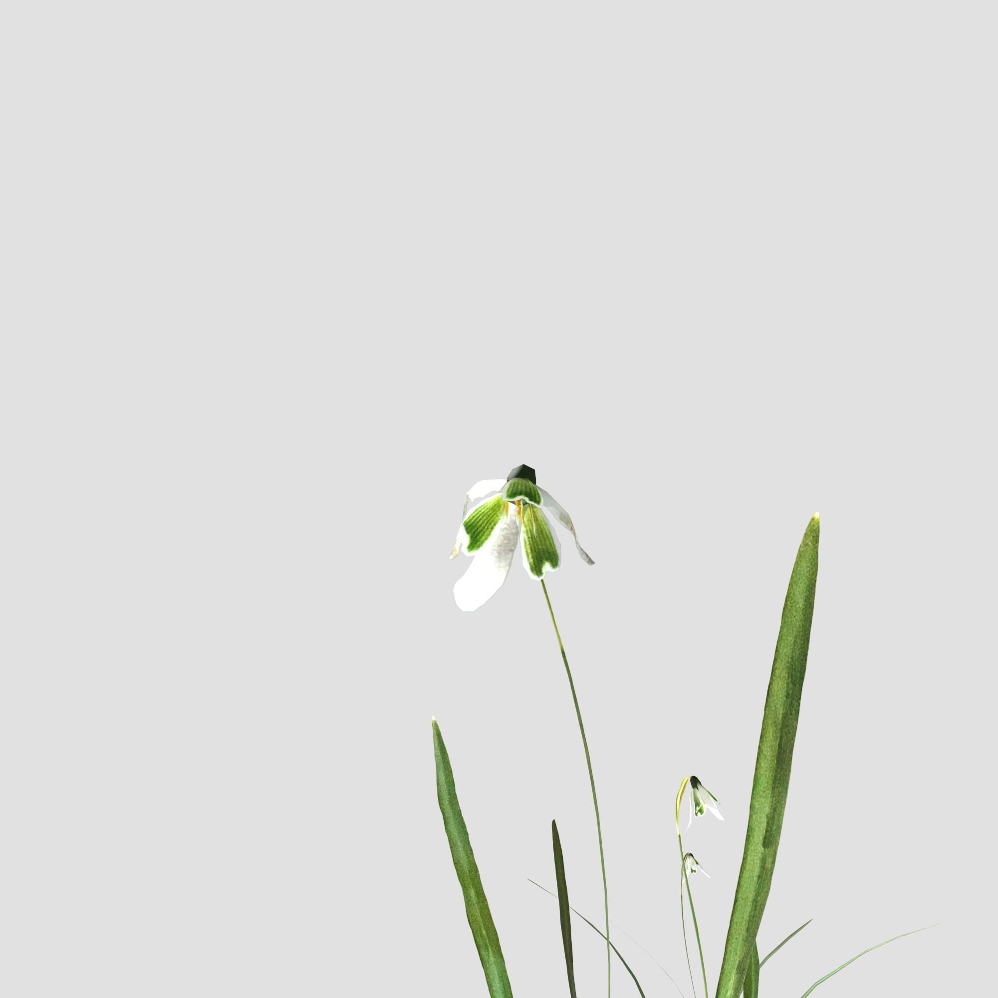 Common Snowdrop Pack Low-poly 3D model_10