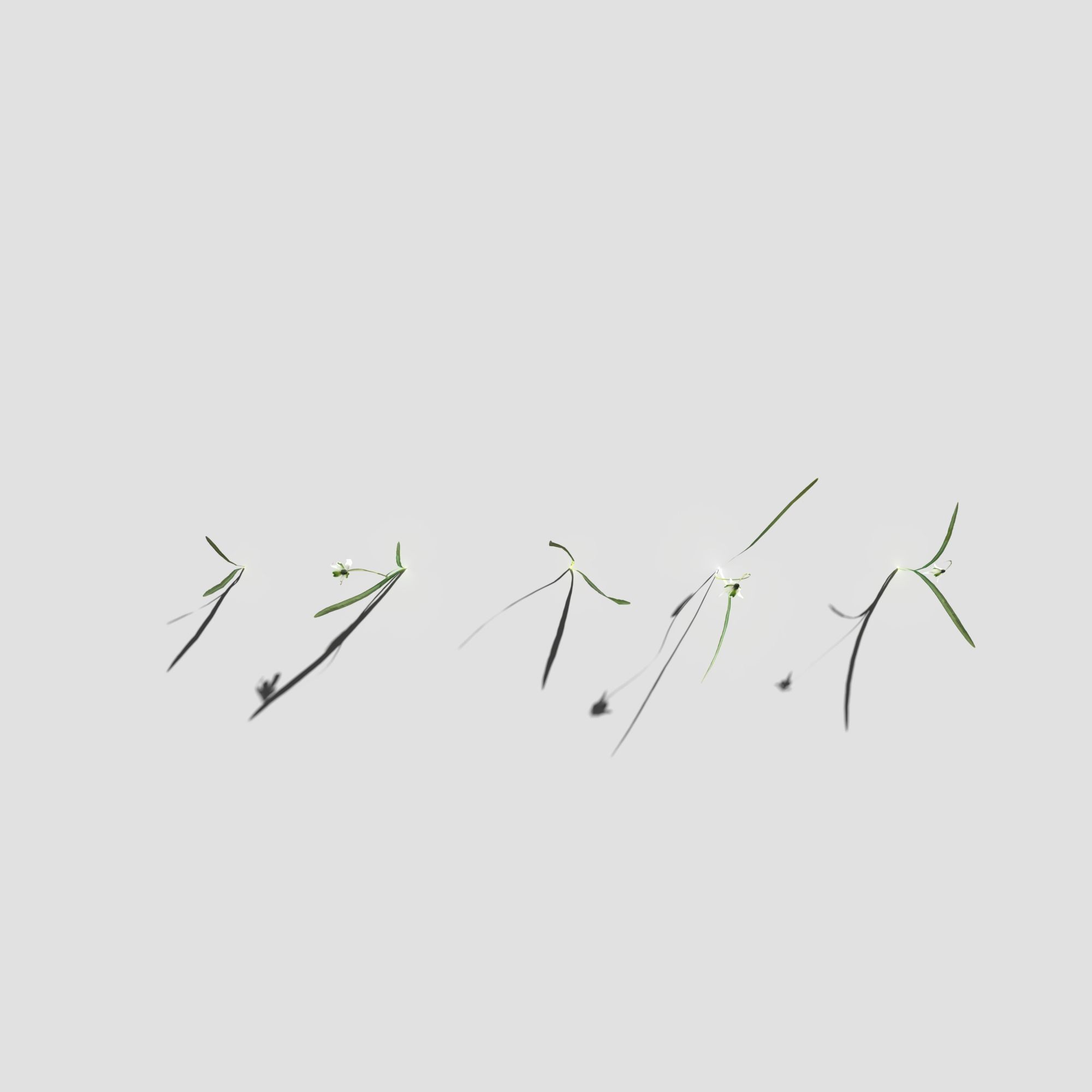 Common Snowdrop Pack Low-poly 3D model_9