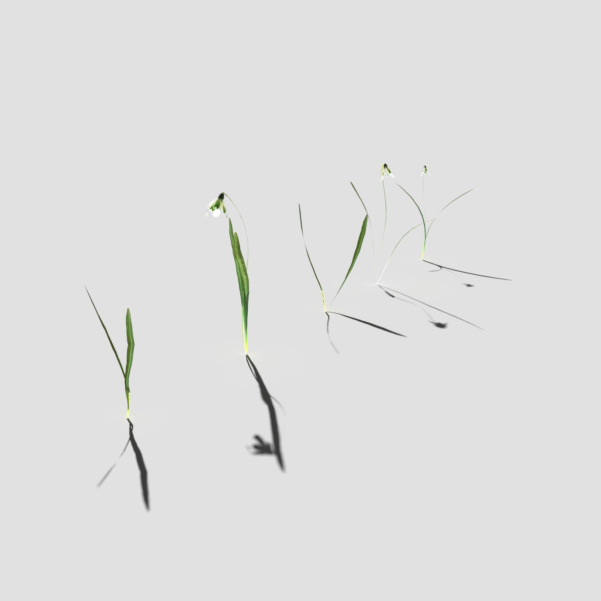 Common Snowdrop Pack Low-poly 3D model_4