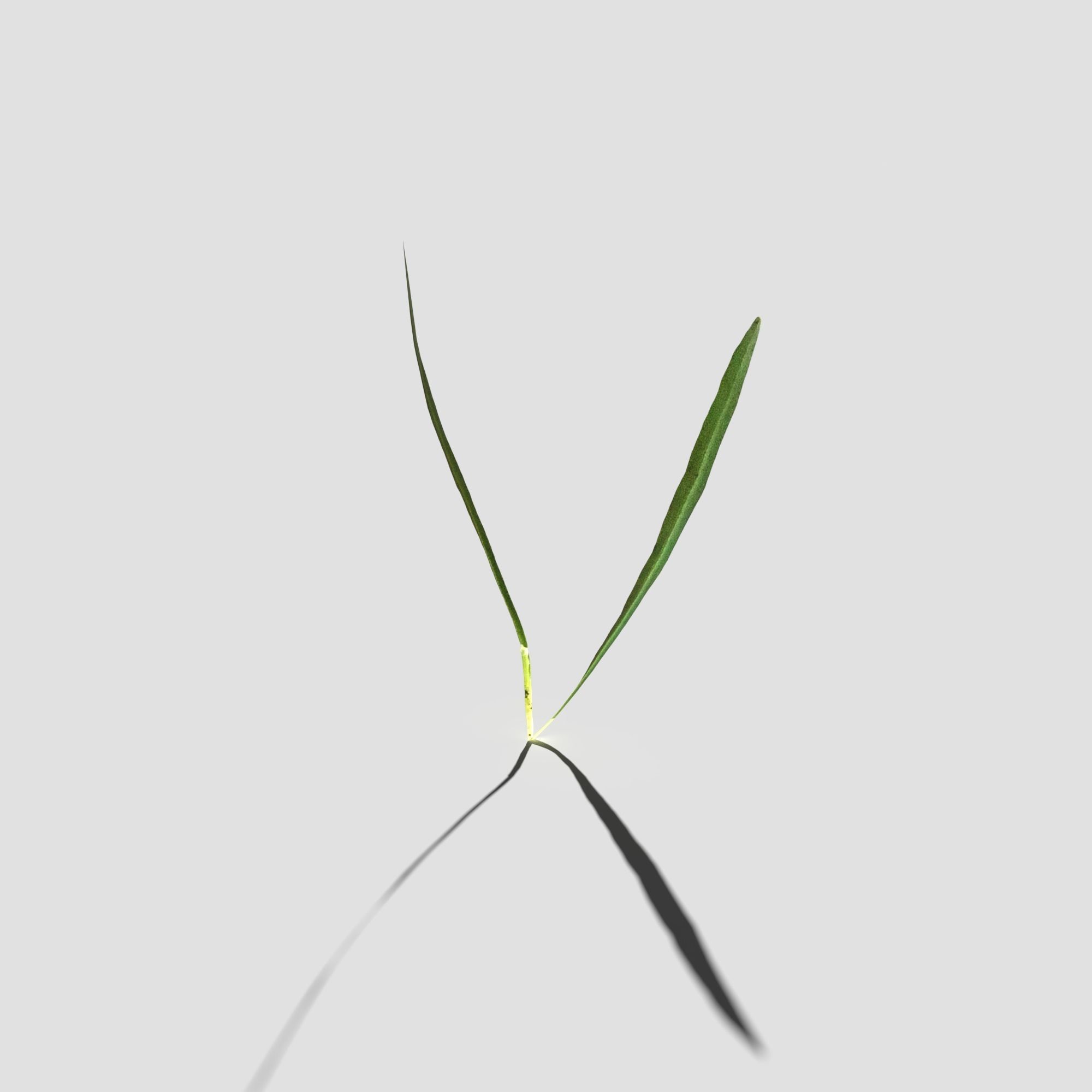 Common Snowdrop Pack Low-poly 3D model_15