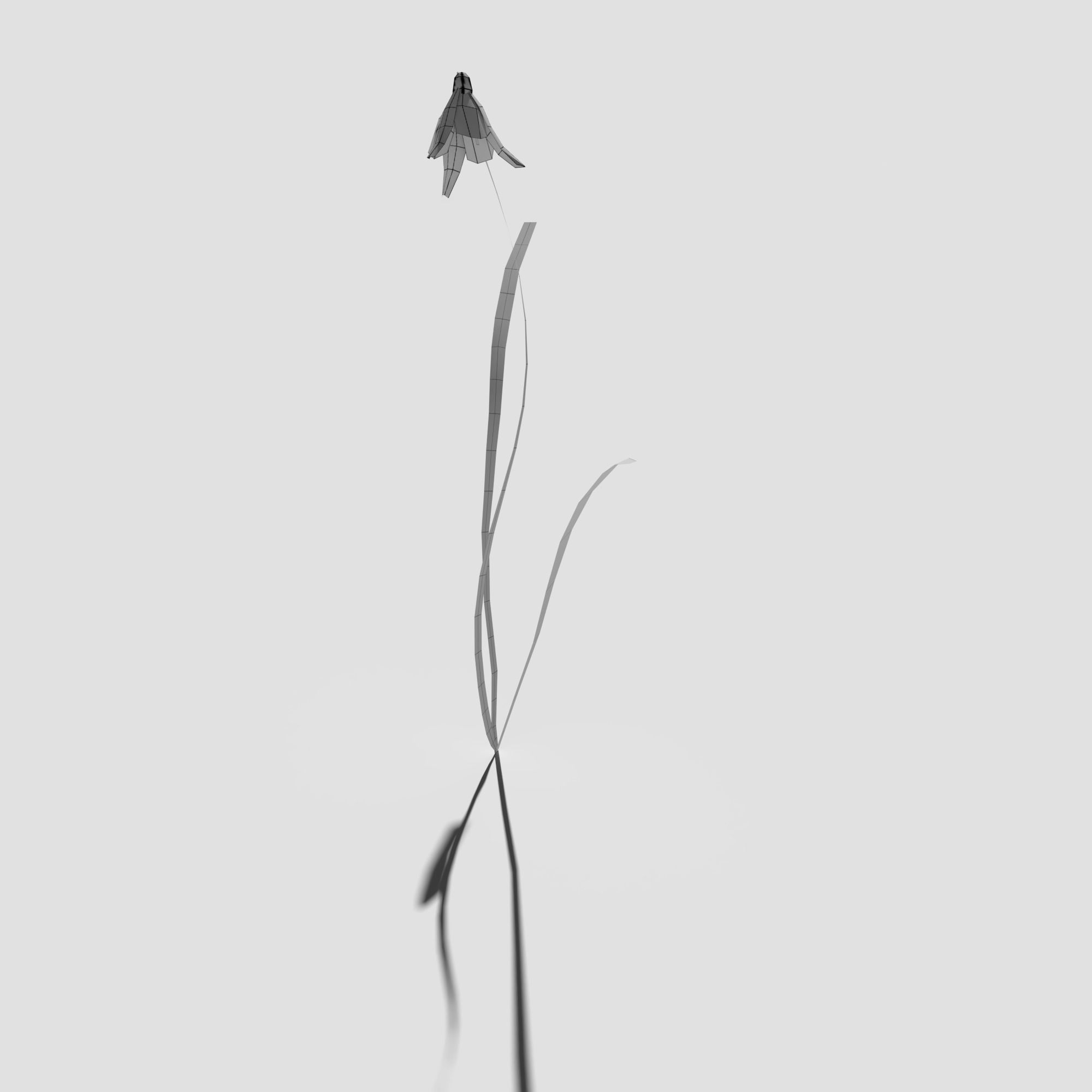 Common Snowdrop Pack Low-poly 3D model_18