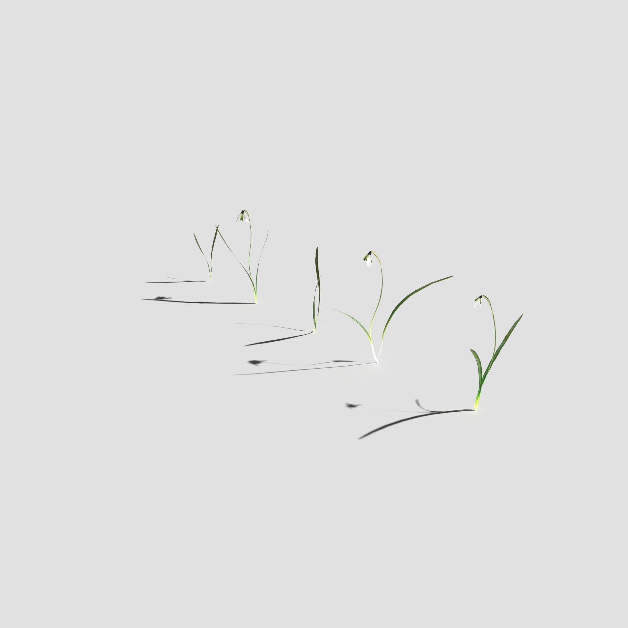 Common Snowdrop Pack Low-poly 3D model_6