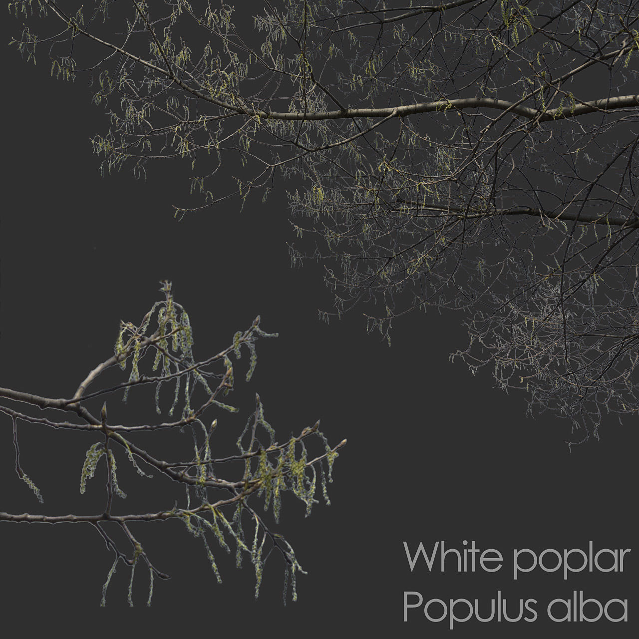 30 Spring  Tree CUTOUTS of Foreground Branches in PNG Texture_7