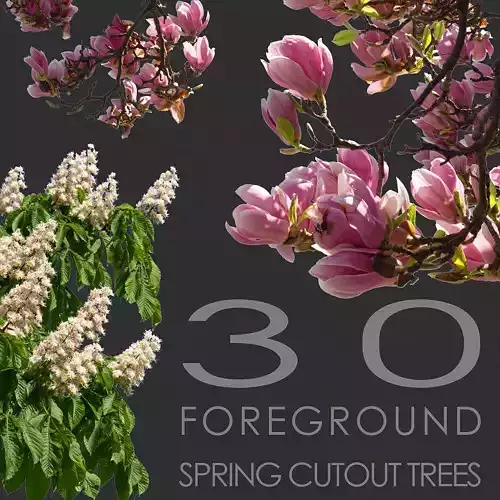 30 Spring  Tree CUTOUTS of Foreground Branches in PNG Texture