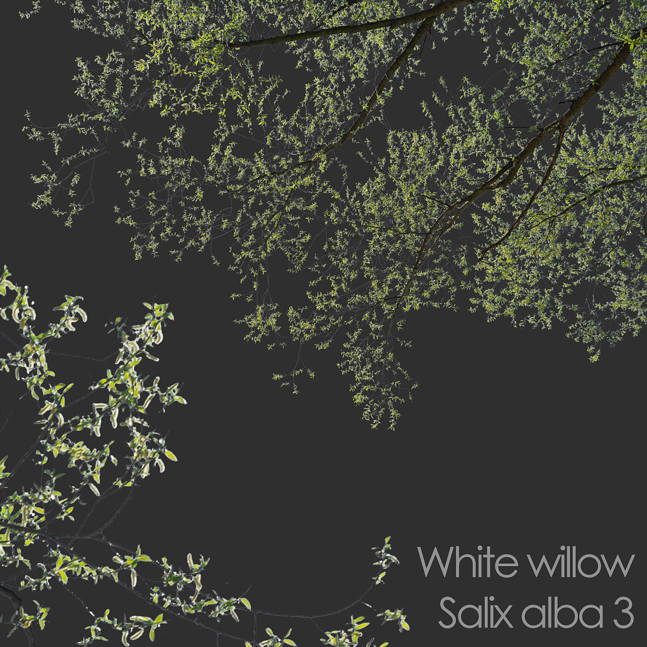 30 Spring  Tree CUTOUTS of Foreground Branches in PNG Texture_2