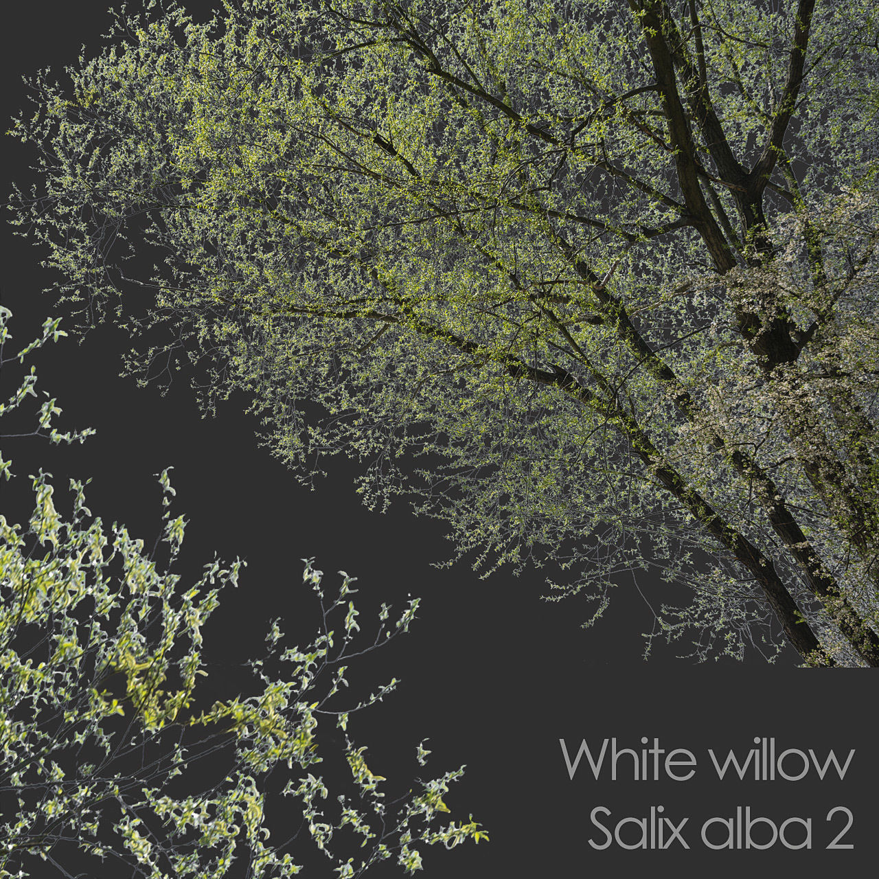 30 Spring  Tree CUTOUTS of Foreground Branches in PNG Texture_9