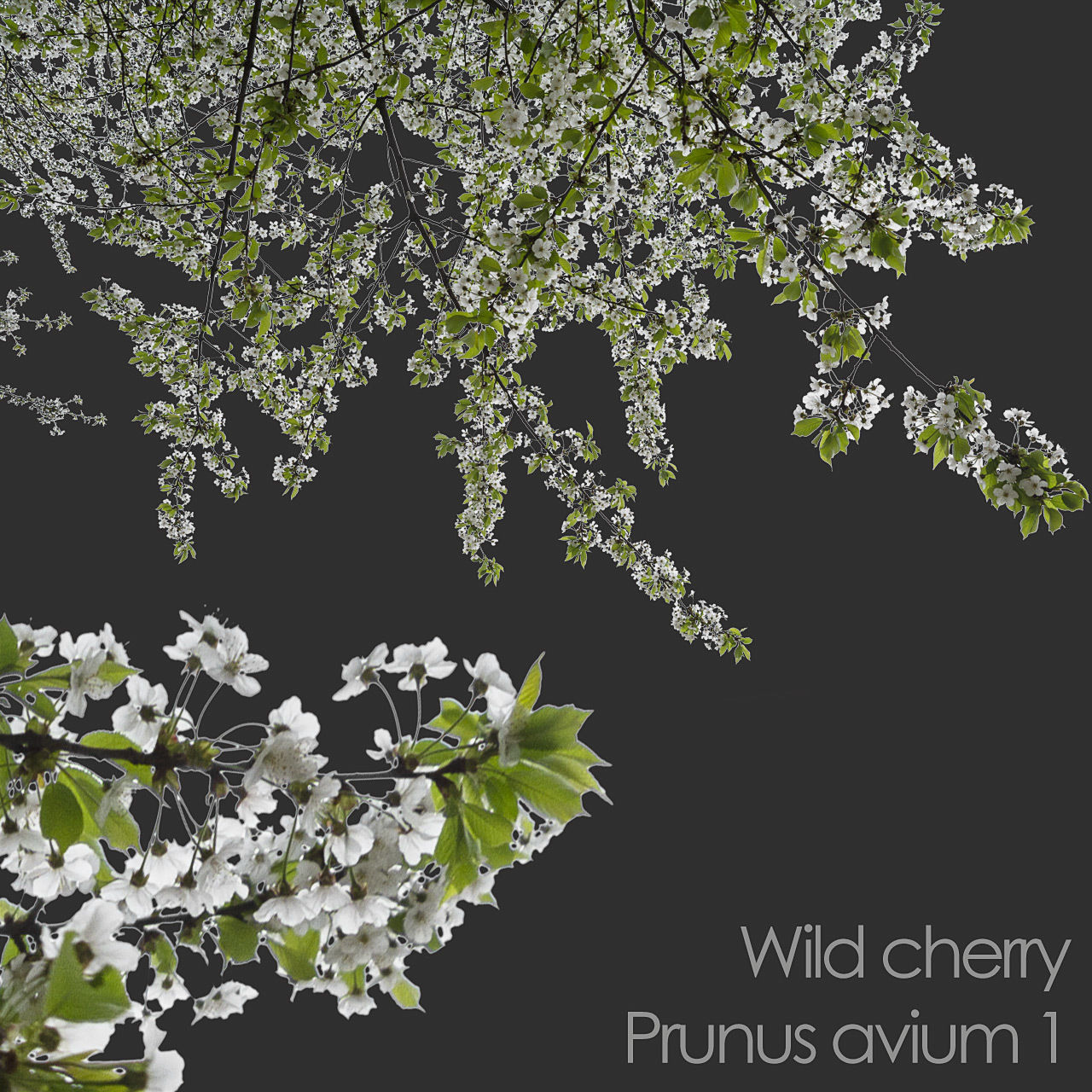 30 Spring  Tree CUTOUTS of Foreground Branches in PNG Texture_4