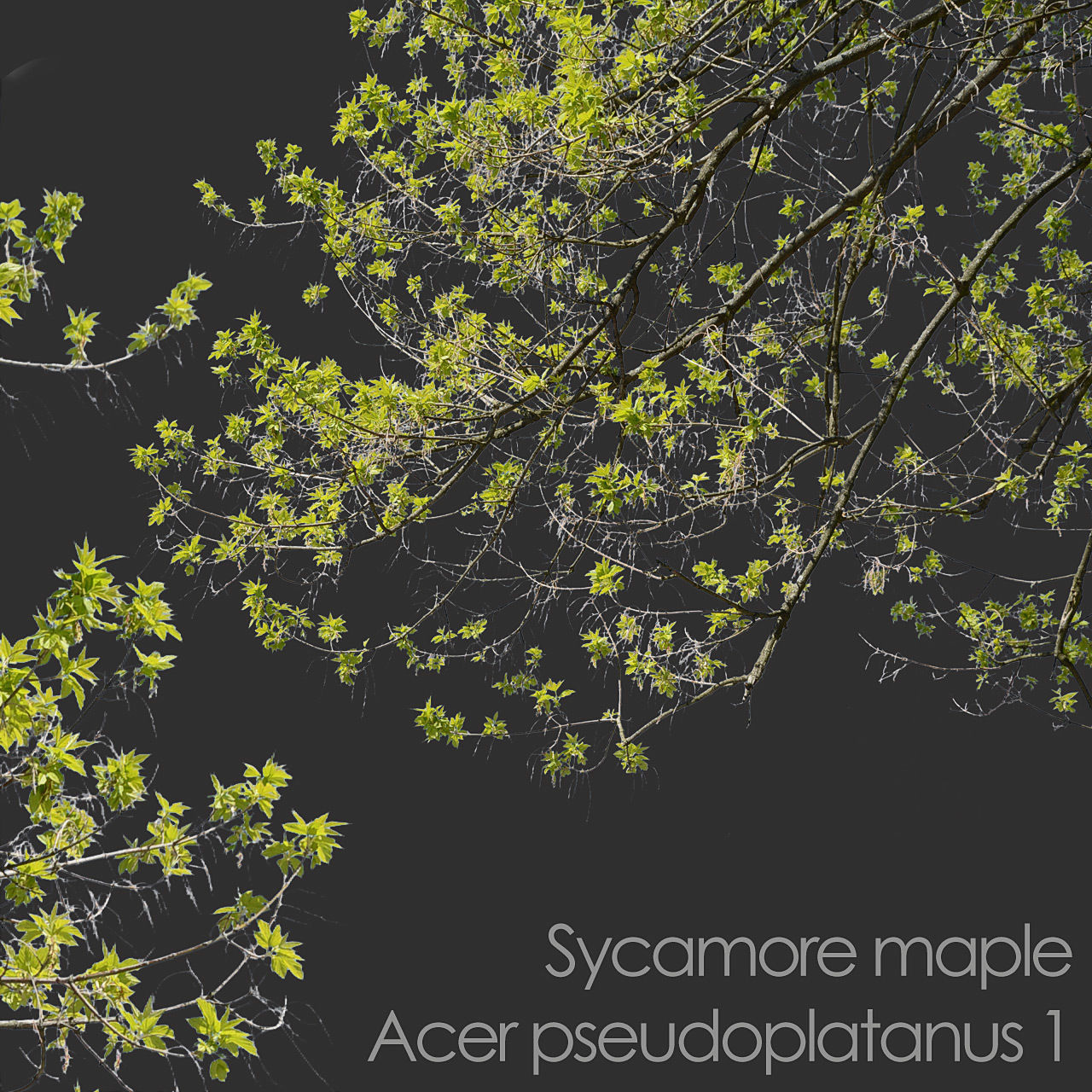 30 Spring  Tree CUTOUTS of Foreground Branches in PNG Texture_10