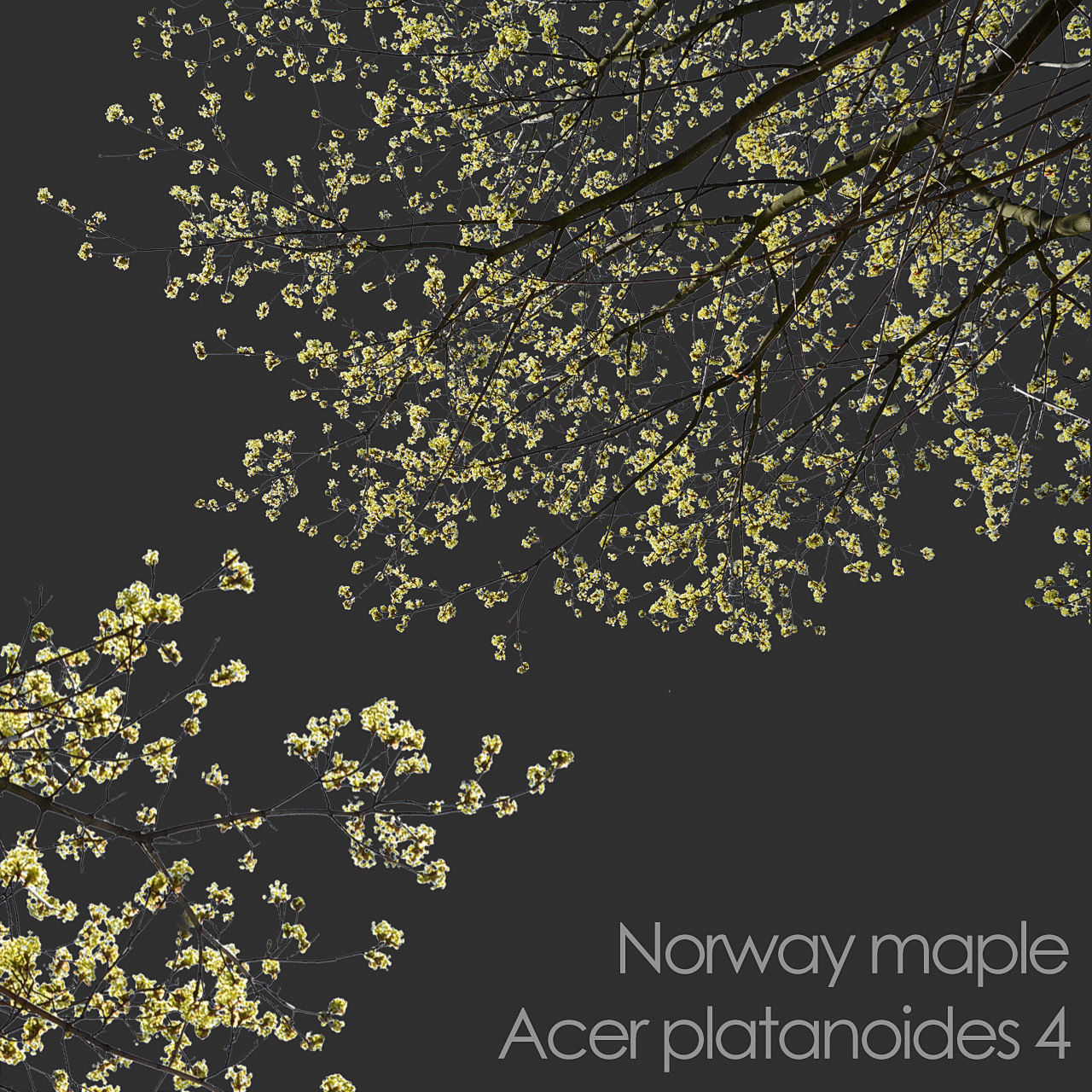 30 Spring  Tree CUTOUTS of Foreground Branches in PNG Texture_19