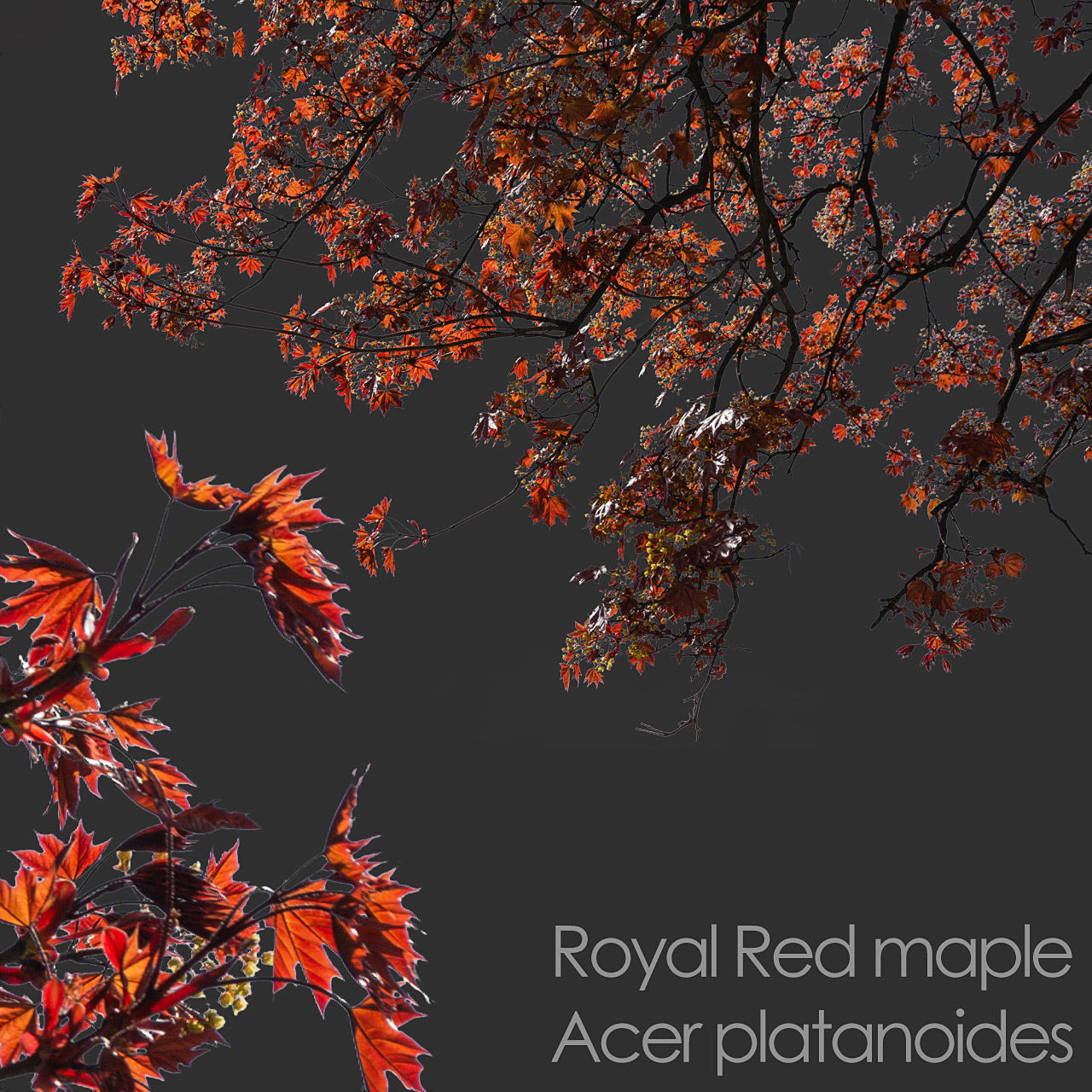 30 Spring  Tree CUTOUTS of Foreground Branches in PNG Texture_3