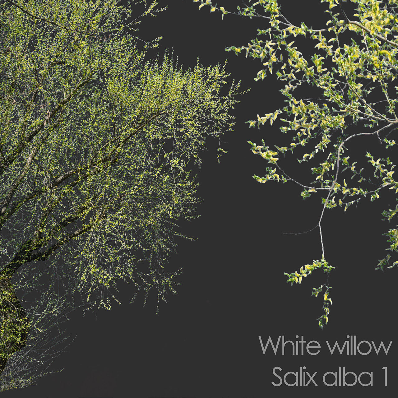 30 Spring  Tree CUTOUTS of Foreground Branches in PNG Texture_8