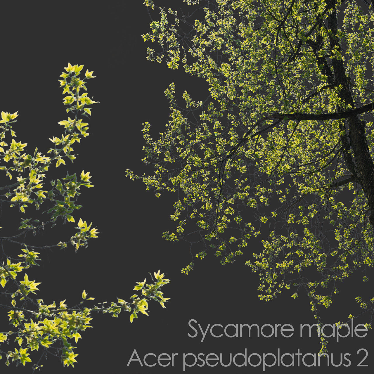 30 Spring  Tree CUTOUTS of Foreground Branches in PNG Texture_11