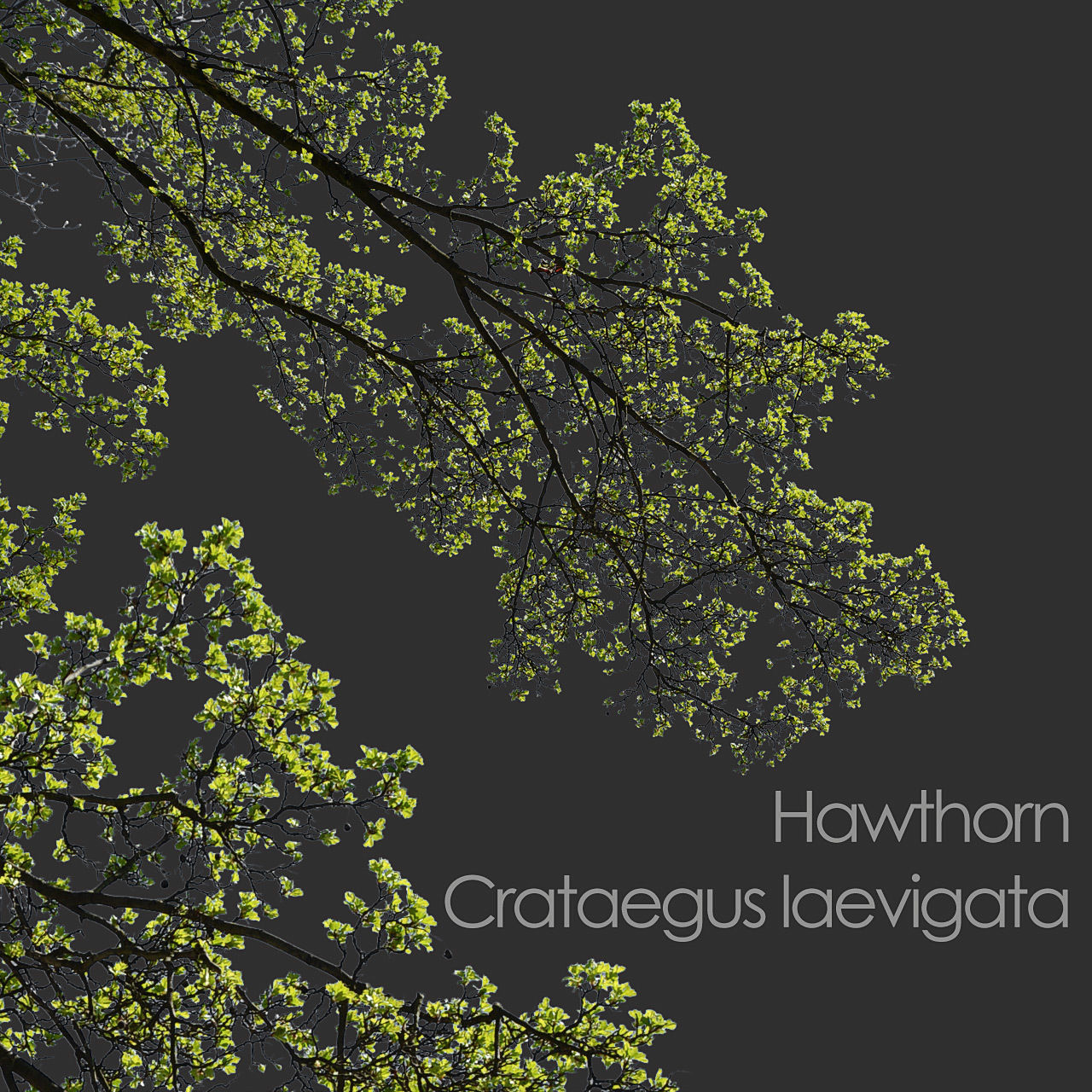 30 Spring  Tree CUTOUTS of Foreground Branches in PNG Texture_26