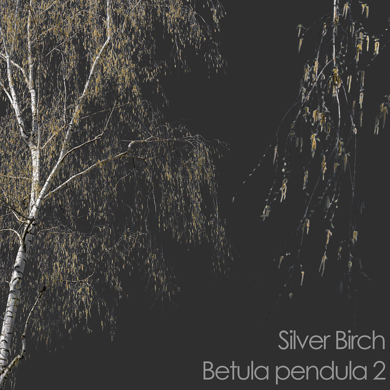 30 Spring  Tree CUTOUTS of Foreground Branches in PNG Texture_17