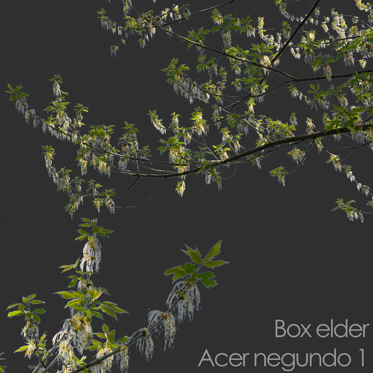 30 Spring  Tree CUTOUTS of Foreground Branches in PNG Texture_35