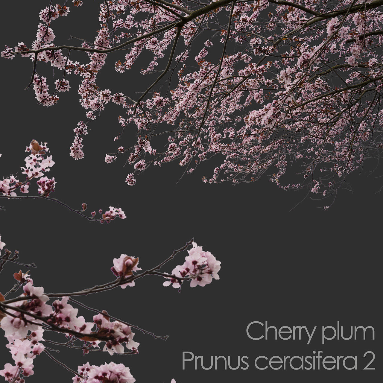 30 Spring  Tree CUTOUTS of Foreground Branches in PNG Texture_28