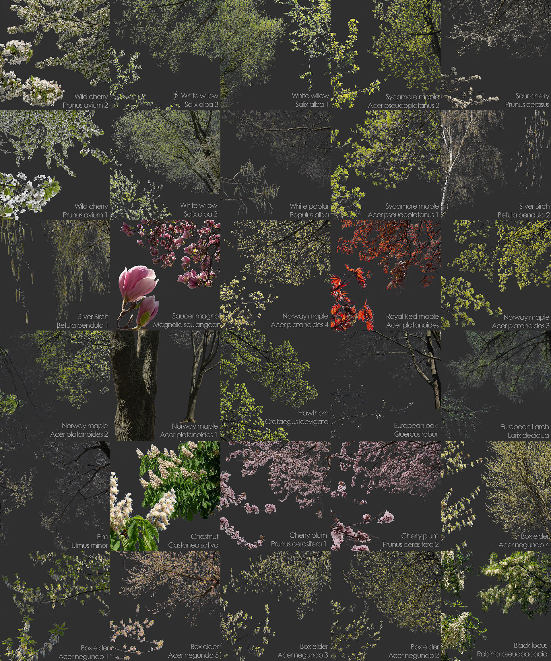 30 Spring  Tree CUTOUTS of Foreground Branches in PNG Texture_1