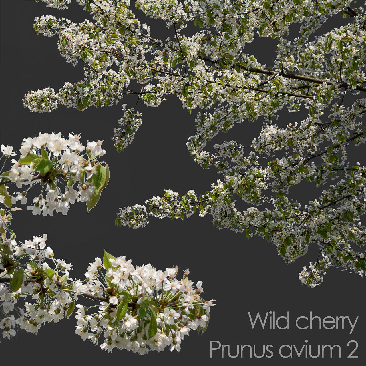 30 Spring  Tree CUTOUTS of Foreground Branches in PNG Texture_6