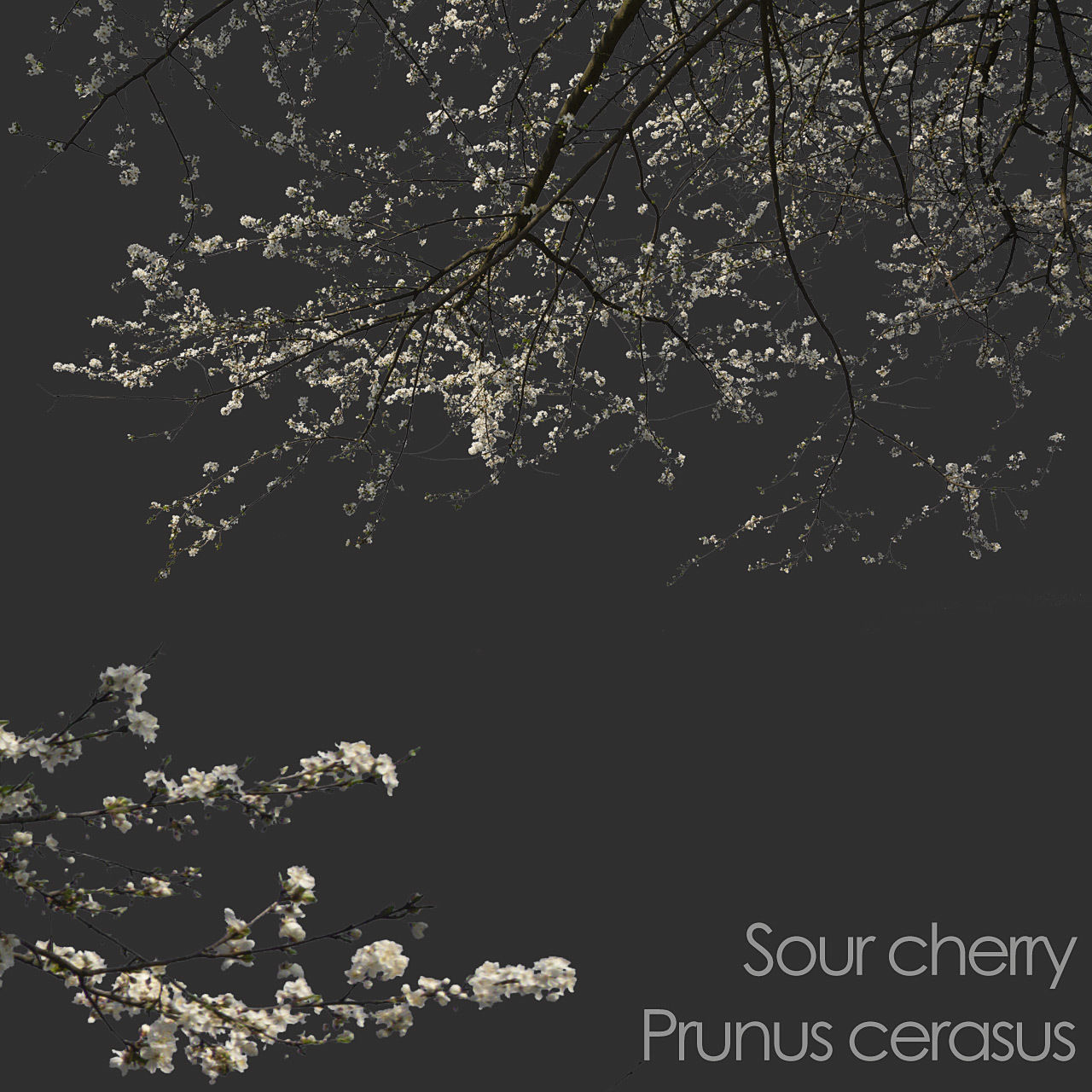 30 Spring  Tree CUTOUTS of Foreground Branches in PNG Texture_5