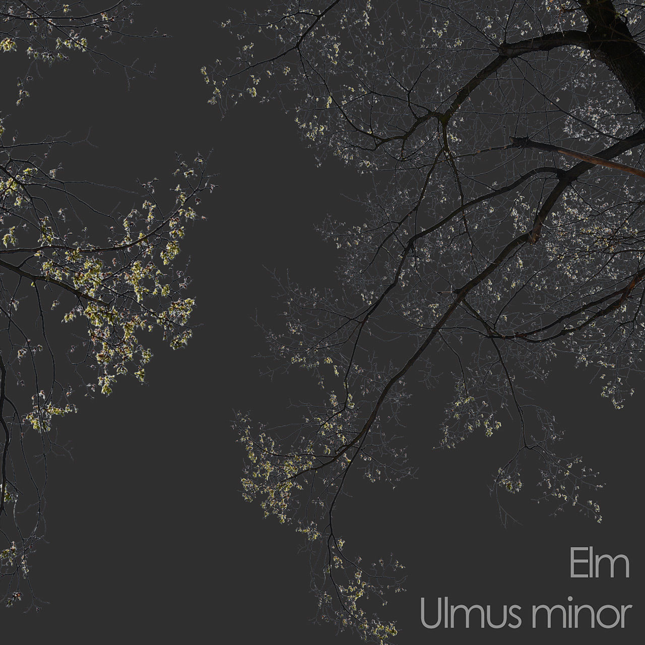 30 Spring  Tree CUTOUTS of Foreground Branches in PNG Texture_24