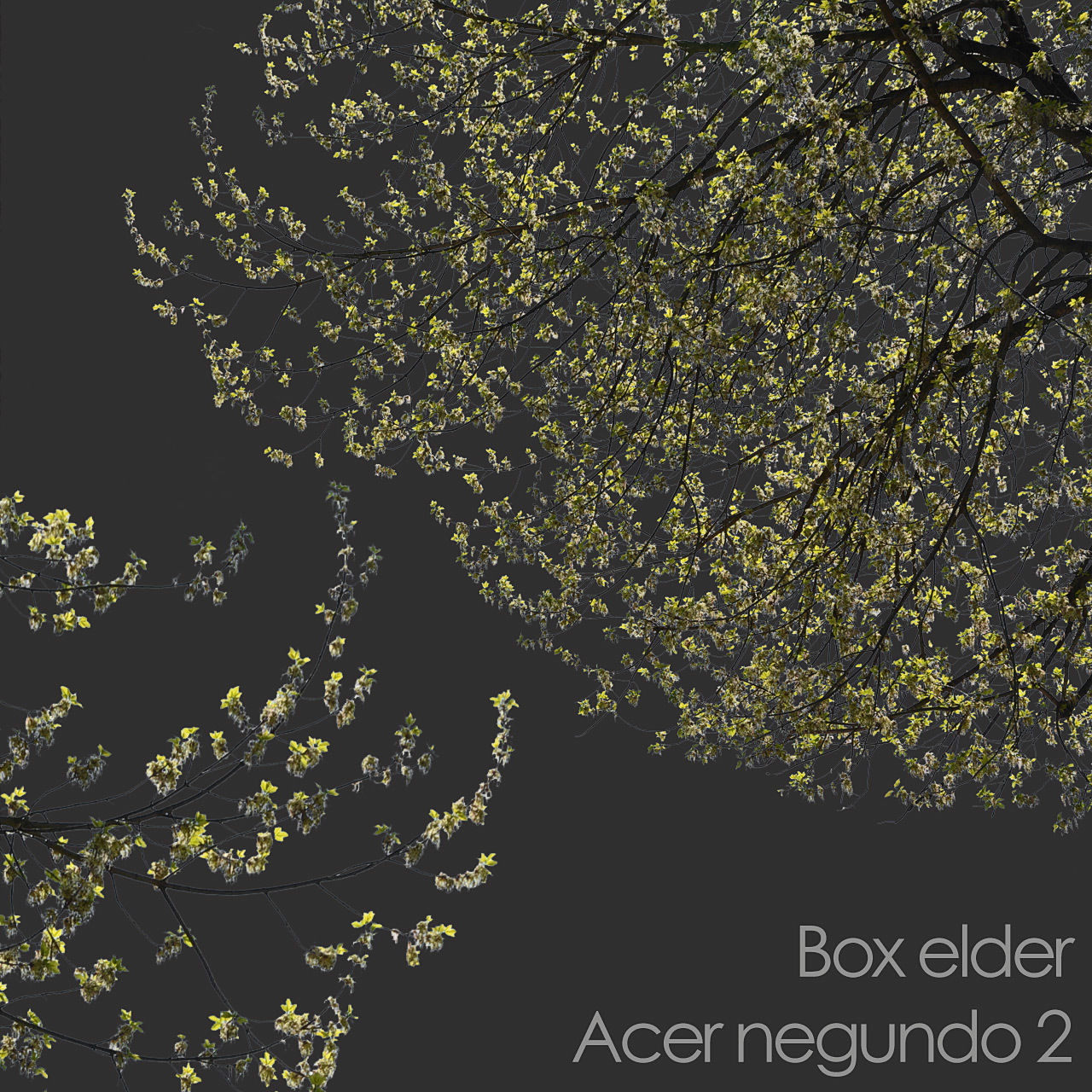 30 Spring  Tree CUTOUTS of Foreground Branches in PNG Texture_30