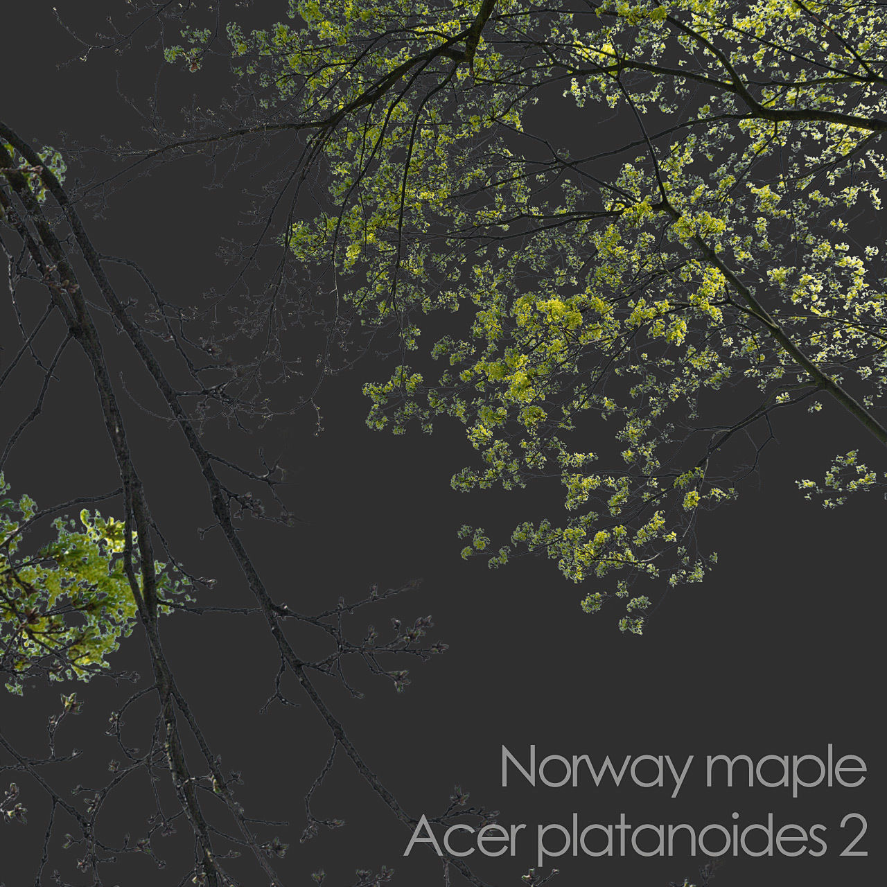 30 Spring  Tree CUTOUTS of Foreground Branches in PNG Texture_25