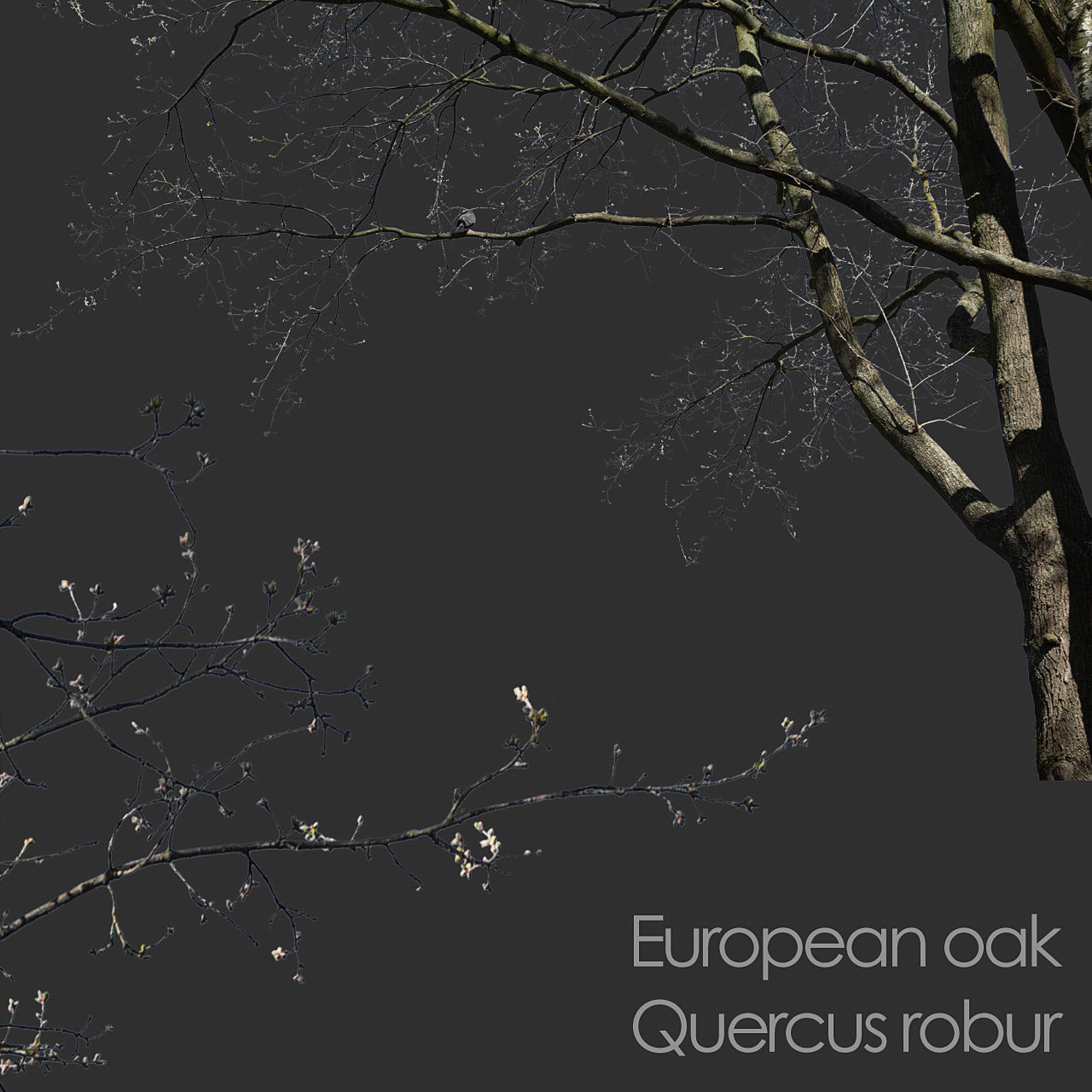 30 Spring  Tree CUTOUTS of Foreground Branches in PNG Texture_22