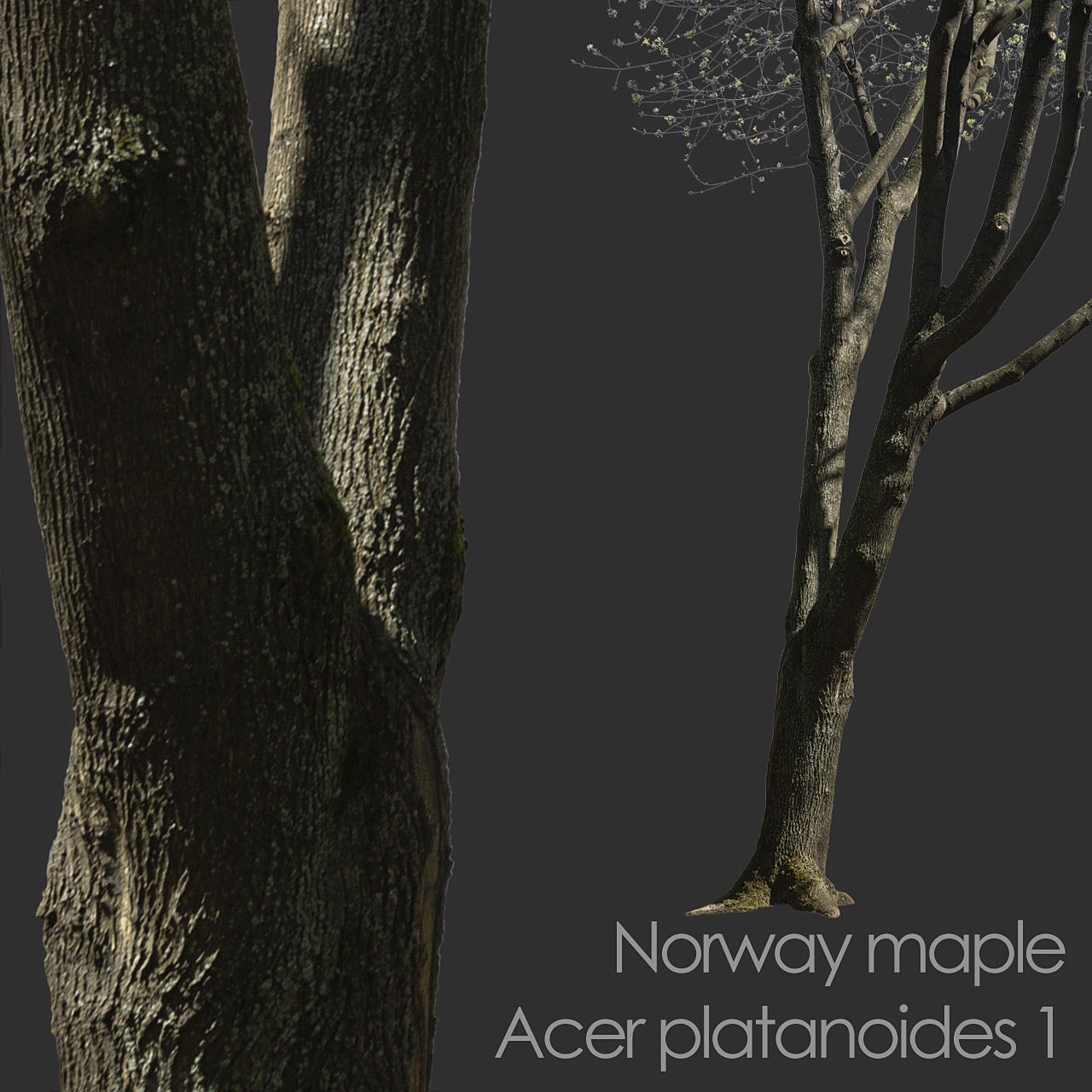 30 Spring  Tree CUTOUTS of Foreground Branches in PNG Texture_20