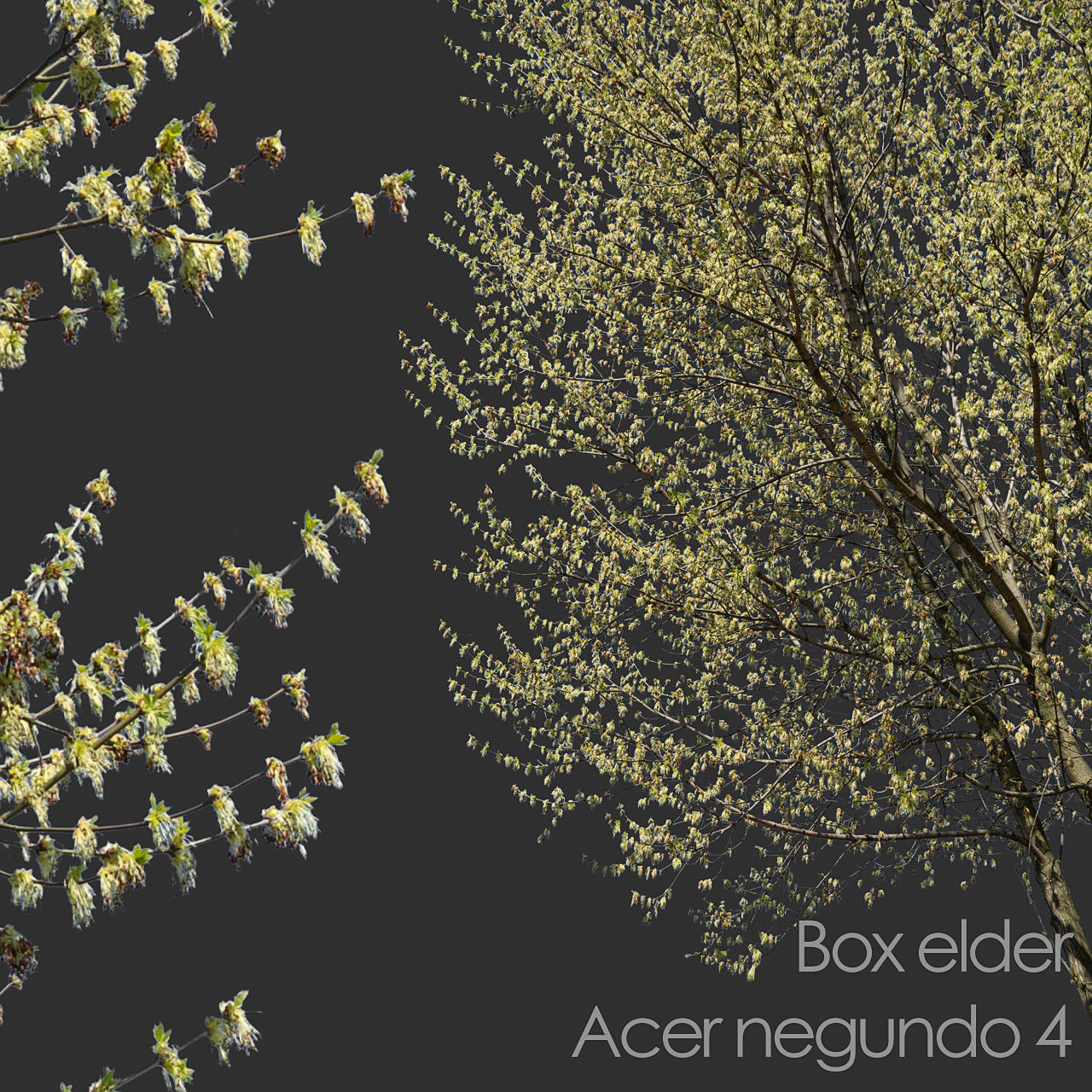 30 Spring  Tree CUTOUTS of Foreground Branches in PNG Texture_29