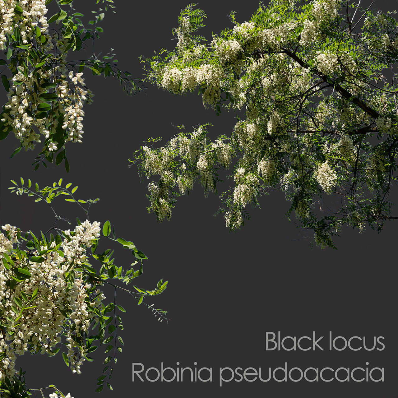 30 Spring  Tree CUTOUTS of Foreground Branches in PNG Texture_33