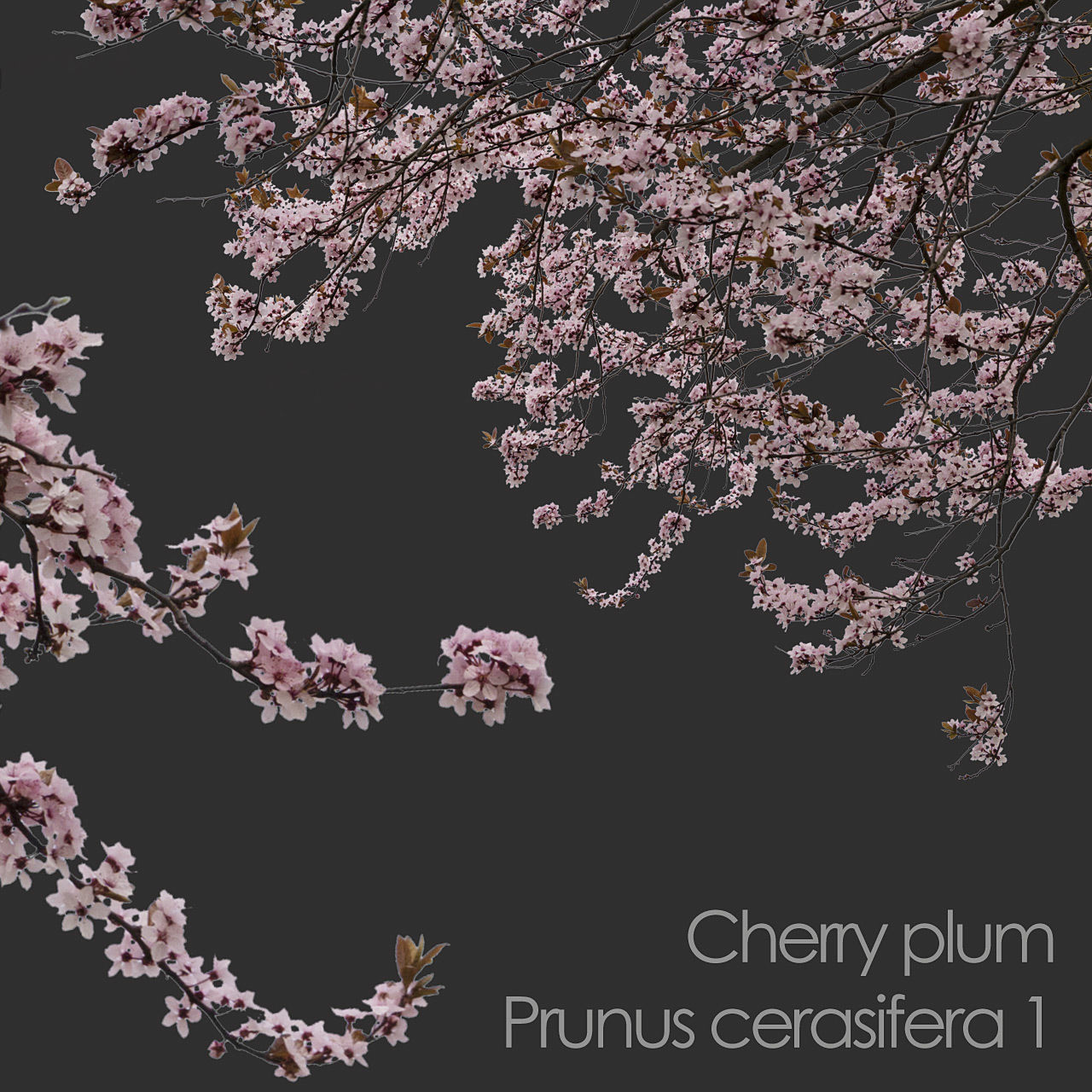 30 Spring  Tree CUTOUTS of Foreground Branches in PNG Texture_31