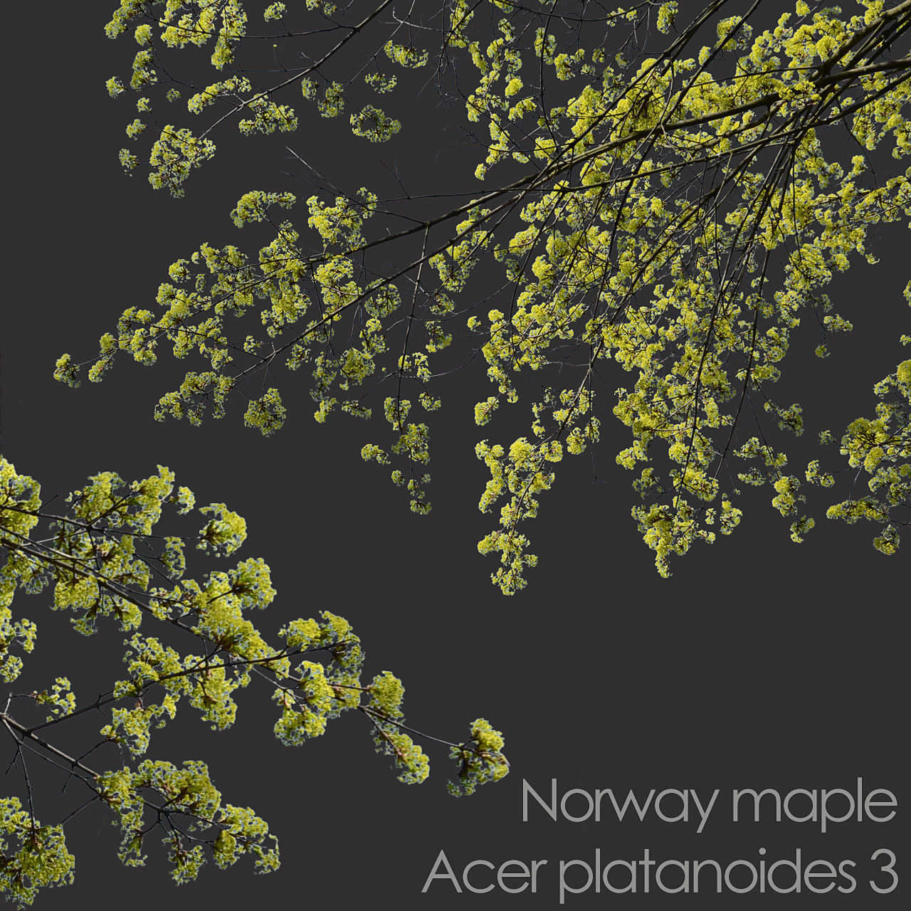 30 Spring  Tree CUTOUTS of Foreground Branches in PNG Texture_21