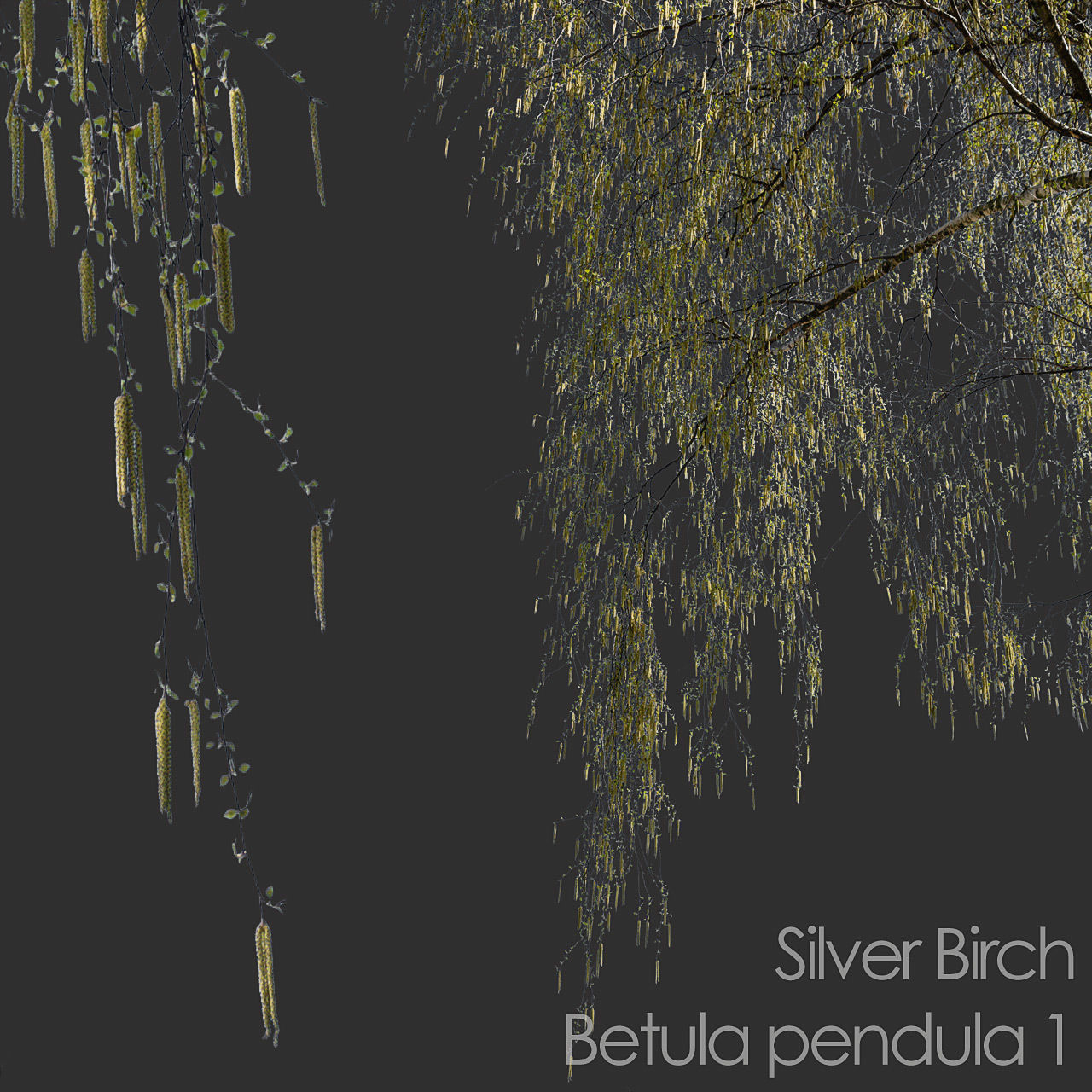 30 Spring  Tree CUTOUTS of Foreground Branches in PNG Texture_16