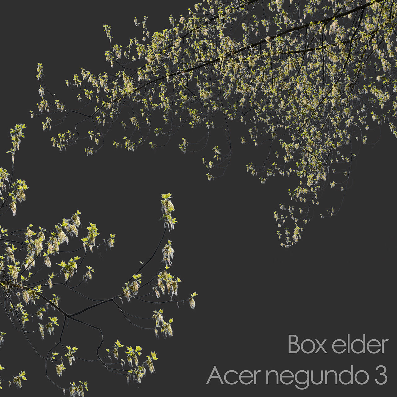 30 Spring  Tree CUTOUTS of Foreground Branches in PNG Texture_34